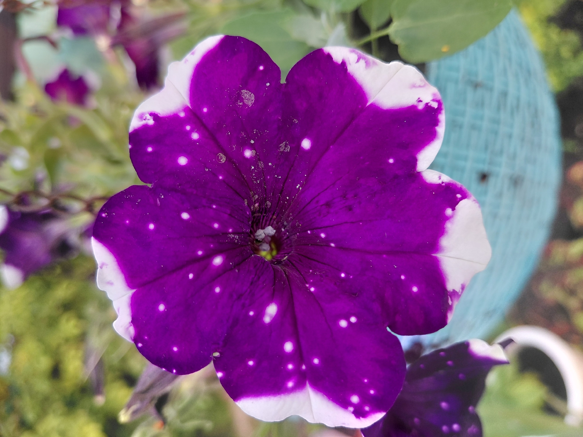 A close-up, eye-level shot focuses on a single, vibrant purple petunia flower with white edges and white speckles, set against a blurred background of greenery and a light blue woven pot. The flower is in sharp focus, revealing intricate details of its petals, stamen, and the delicate white spots that resemble stars. The background is soft and out of focus, creating a bokeh effect. The scene is outdoors, likely in a garden or on a balcony, given the presence of plants and a planter. There is no indication of the specific location within NovoSelovo, Russia, beyond it being an outdoor setting with flowers.
