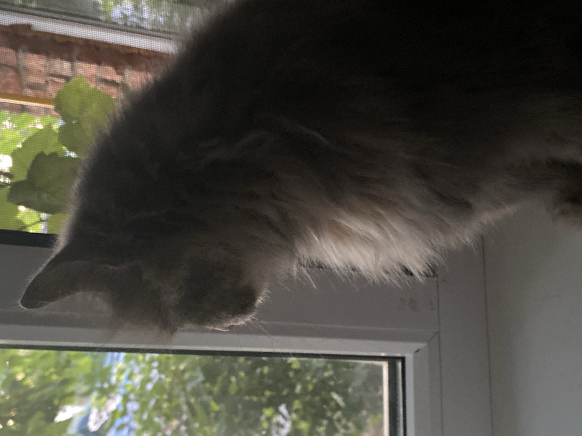 The image shows a gray, fluffy cat sitting on a windowsill, looking out a window. The window is framed by a white sill and frame. Outside the window, there are green trees and foliage, and some red brickwork is visible, suggesting an outdoor environment. The lighting is dim, with sunlight filtering through the leaves and creating a dappled effect. The cat's fur is long and appears soft. The overall scene is peaceful and domestic. The image was taken in Kushchovskaya, Russia.