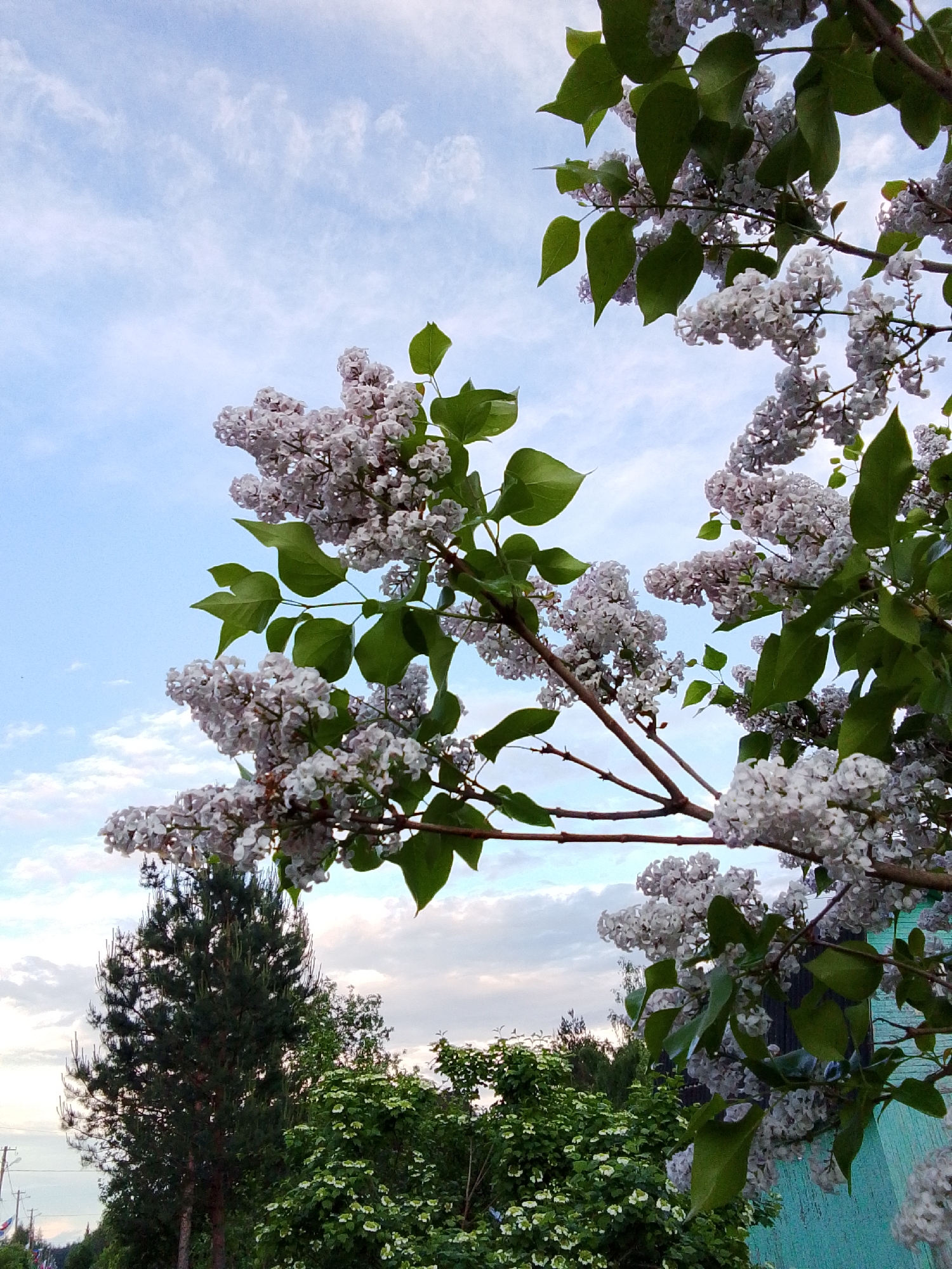 The image shows a blooming lilac bush in Snopok Novyi, Russia. The flowers are a light purple-white color, and the leaves are green. The sky is blue with some clouds. In the background, there are trees, a road with a curb, and a light blue building.