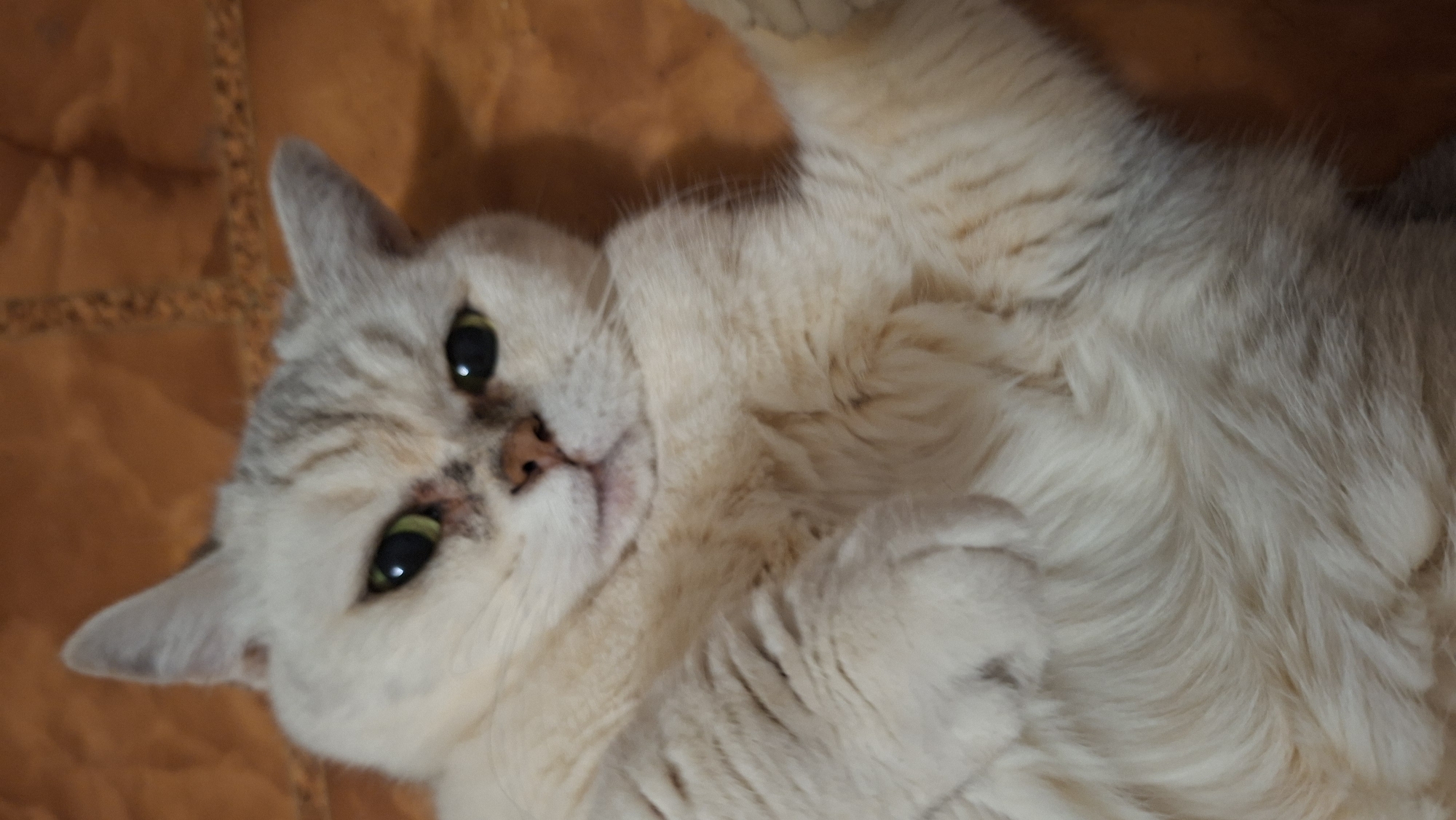 A light-colored cat with green eyes and gray markings lies on its back, facing the viewer. The cat is positioned on an orange, textured surface. The cat's paws are close to its chest. The location is Забалоцкі сельскі Савет, Belarus.