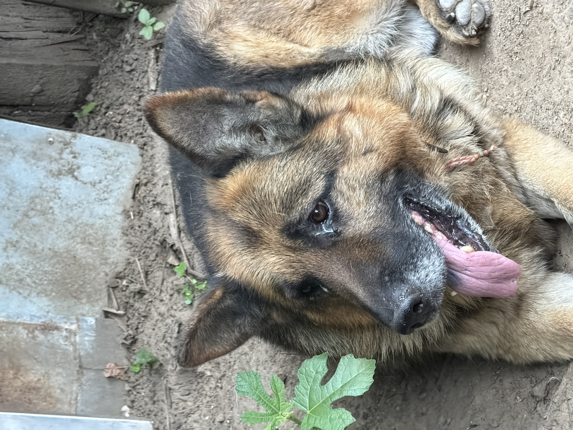 A German Shepherd dog is lying on the ground in what appears to be a backyard. The dog's head is to the left, and it is looking towards the viewer. Its tongue is hanging out, and its mouth is open. The dog's fur is a mix of brown, black, and tan. There is a small green plant to the left of the dog's head. In the background, there is a concrete wall and some wooden fencing. The ground is dirt and gravel. The scene is outdoors in what could be a city or rural area. The dog is the sole subject in the image.