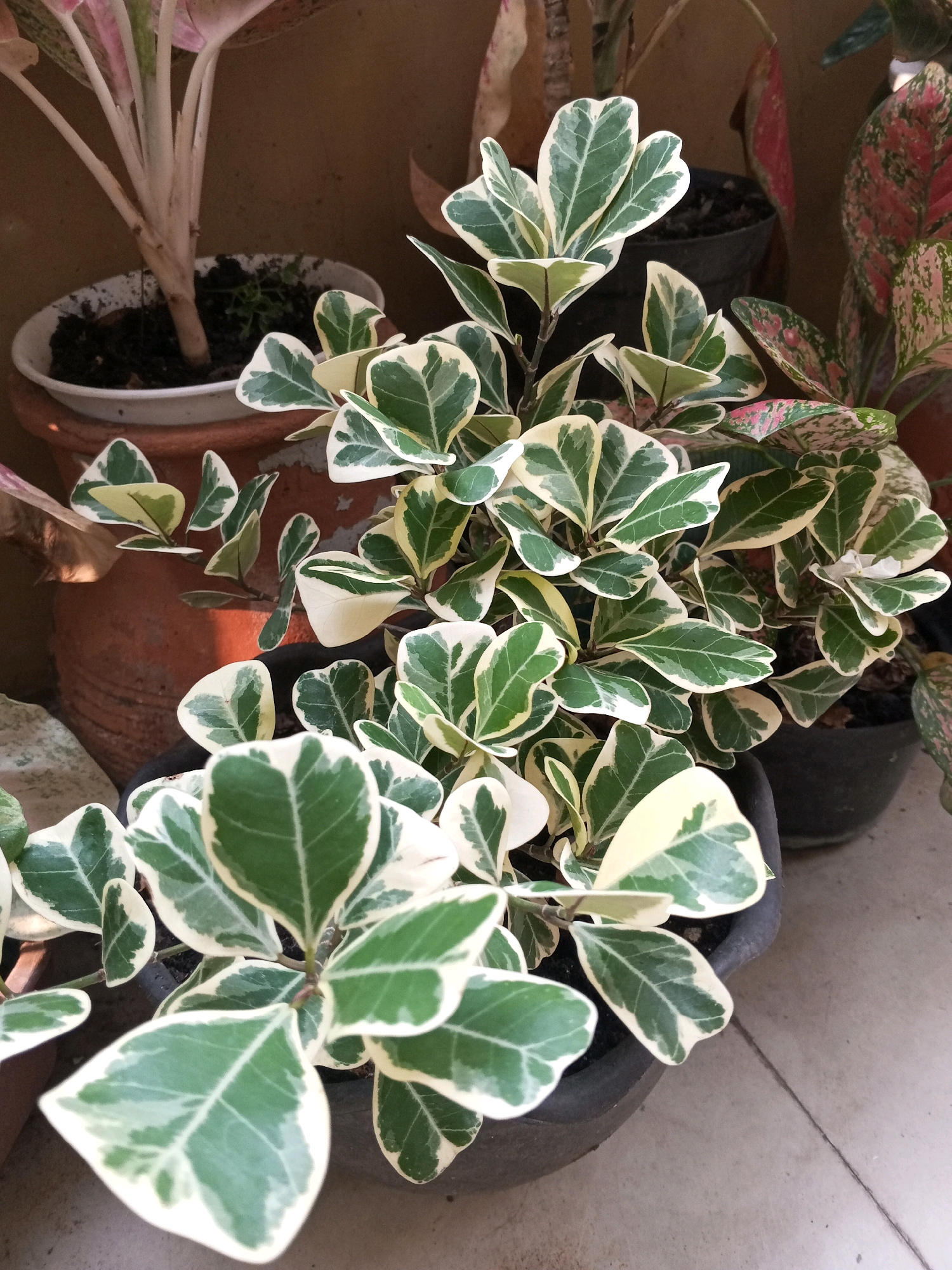 A potted Ficus triangularis 'Variegata' plant is the primary subject, its variegated green and white leaves filling the foreground and midground. The plant is in a dark gray plastic pot, which sits on a tiled floor with visible grout lines. In the background, several other potted plants are visible, including a larger plant with pink and green leaves in a terracotta pot to the left and another plant with pink and green mottled leaves to the right. The overall setting appears to be an outdoor space, possibly a balcony or patio, with a brown wall behind the plants. The lighting suggests it is daytime, with some shadows indicating indirect sunlight. The image quality is good, showing clear details of the plants and their surroundings. The location is identified as South Jakarta, Indonesia.