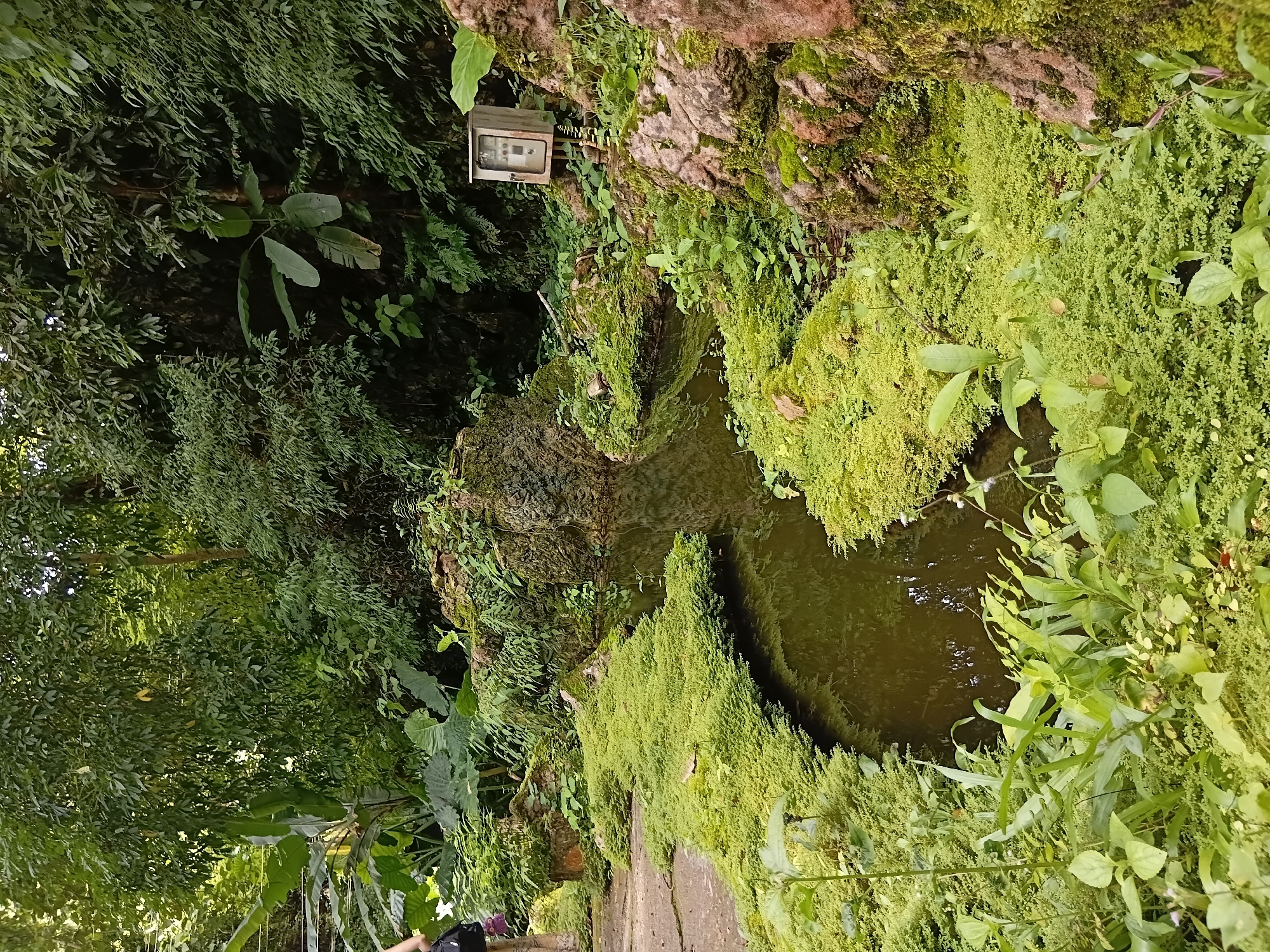 An outdoor scene depicts a winding, narrow pond with dark, murky water. The pond's edges are densely carpeted with vibrant green moss and small, low-lying plants, creating a lush, organic border. Large, moss-covered rocks are visible on the right side of the pond, with smaller rocks and more greenery interspersed along the banks. In the background, a thick wall of tropical foliage, including large-leafed plants and dense trees, creates a natural, verdant backdrop. A weathered, light-colored electrical control box with a glass face is mounted on a rocky outcrop on the right side of the pond. A person, seen from the waist down, is walking on a concrete pathway that runs alongside the pond on the left. The person is wearing light-colored pants and carrying a black bag over their shoulder. The overall impression is one of a tranquil, naturalistic garden setting, possibly part of a botanical garden or a well-maintained natural area within the city of Mae Sai District, Thailand.