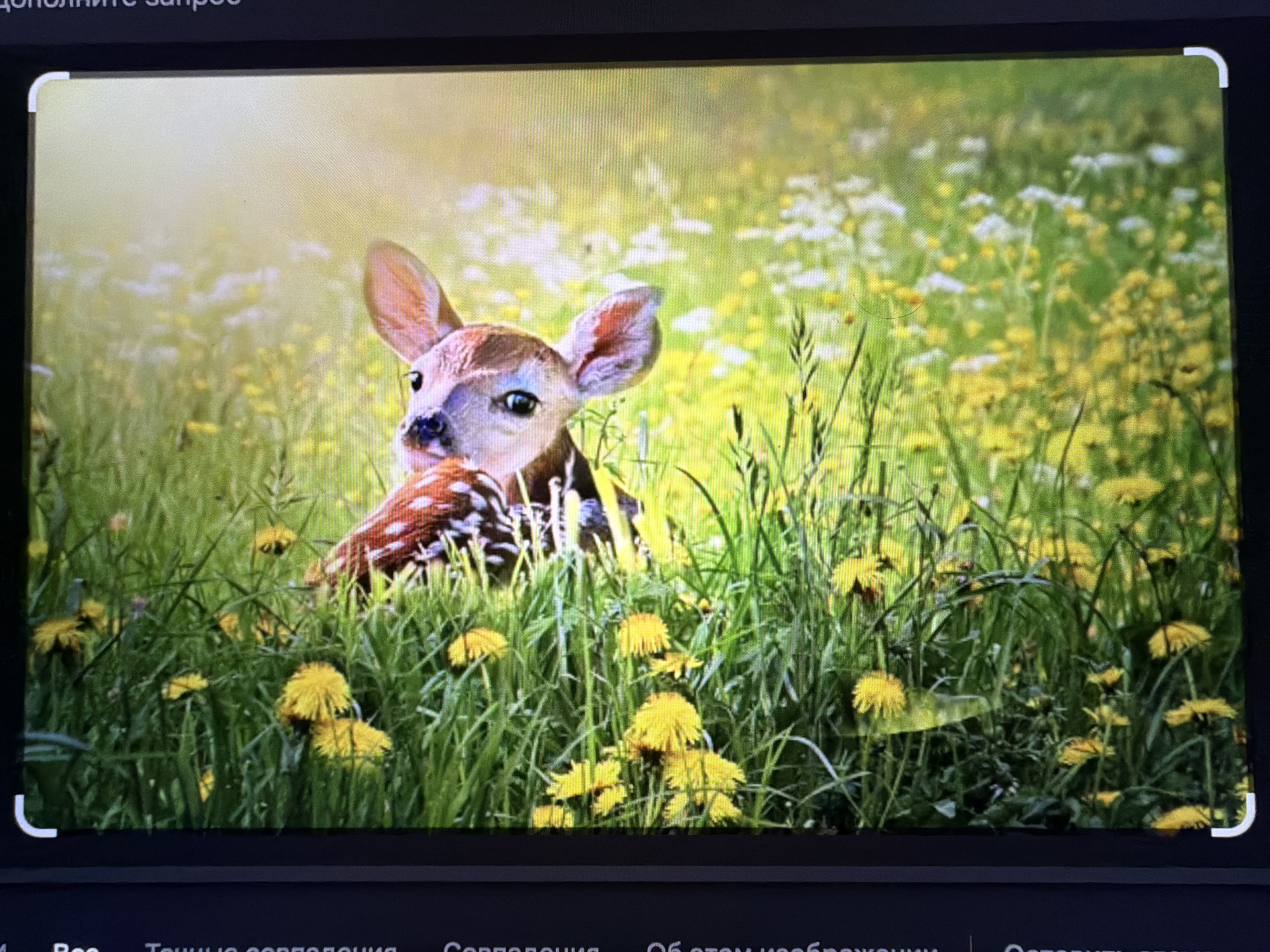 A fawn lies in a field of yellow dandelions and green grass. The fawn is brown with white spots and is looking to the left. The background is a blur of yellow and white flowers. The scene is bathed in soft, golden light. The image appears to be taken in Falenty Nowe, Poland, a town known for its natural beauty and proximity to Warsaw.