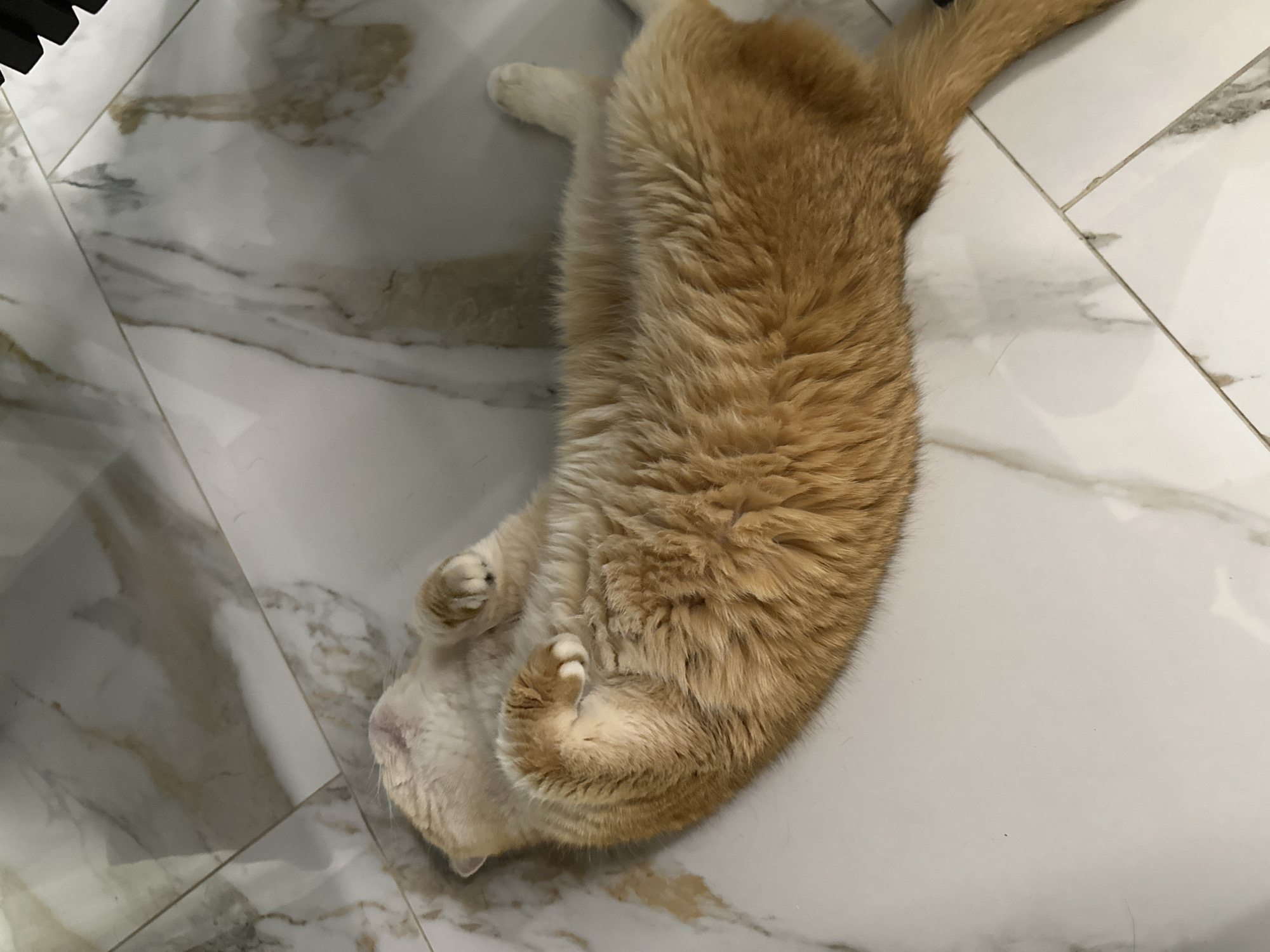 A fluffy orange cat is lying on its back on a marble tile floor. The location in the city of Молодёжный, Russia is not discernible from the image. The cat's paws are curled up near its face.