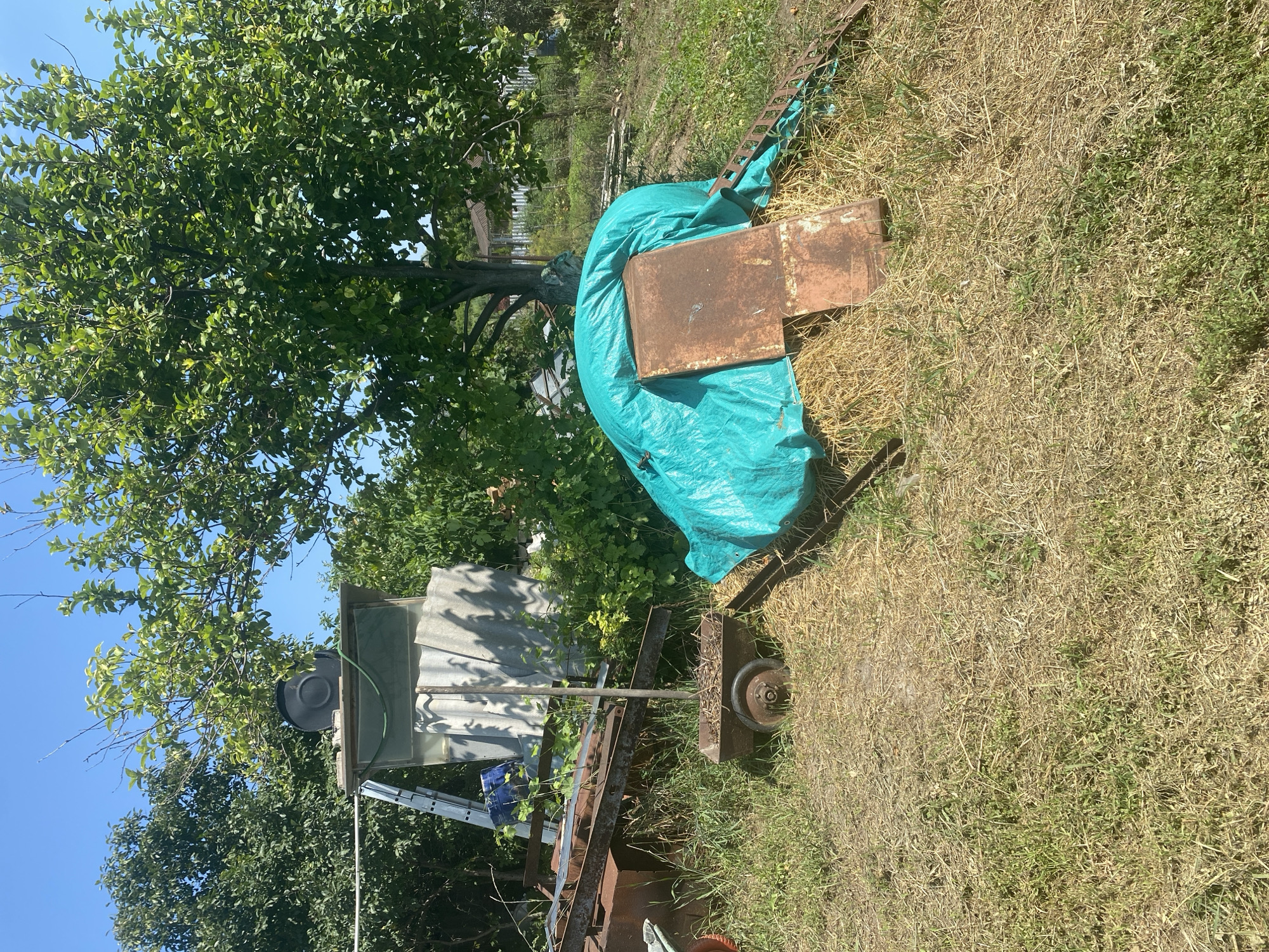 In Besplemyanovskii, Russia, on a clear, sunny day, a cluttered backyard scene unfolds. Dominating the foreground is a mound of dried grass, or hay, covered with a bright teal tarp. Partially visible beneath the tarp is a rusty metal object, possibly part of farm equipment, with a jagged edge that suggests a cutting mechanism. To the left of the hay bale, a small, weathered two-wheeled cart, filled with twigs and branches, stands on the dry grass. Behind the cart, a collection of scrap metal, including a large rusty beam, is piled haphazardly. Further back, a makeshift structure with corrugated metal siding stands under the shade of a large, leafy green tree. A ladder leans against the structure, and a black circular object, resembling a bucket or barrel, rests on its top. The environment is a typical rural backyard, with overgrown grass, various discarded items, and abundant greenery.