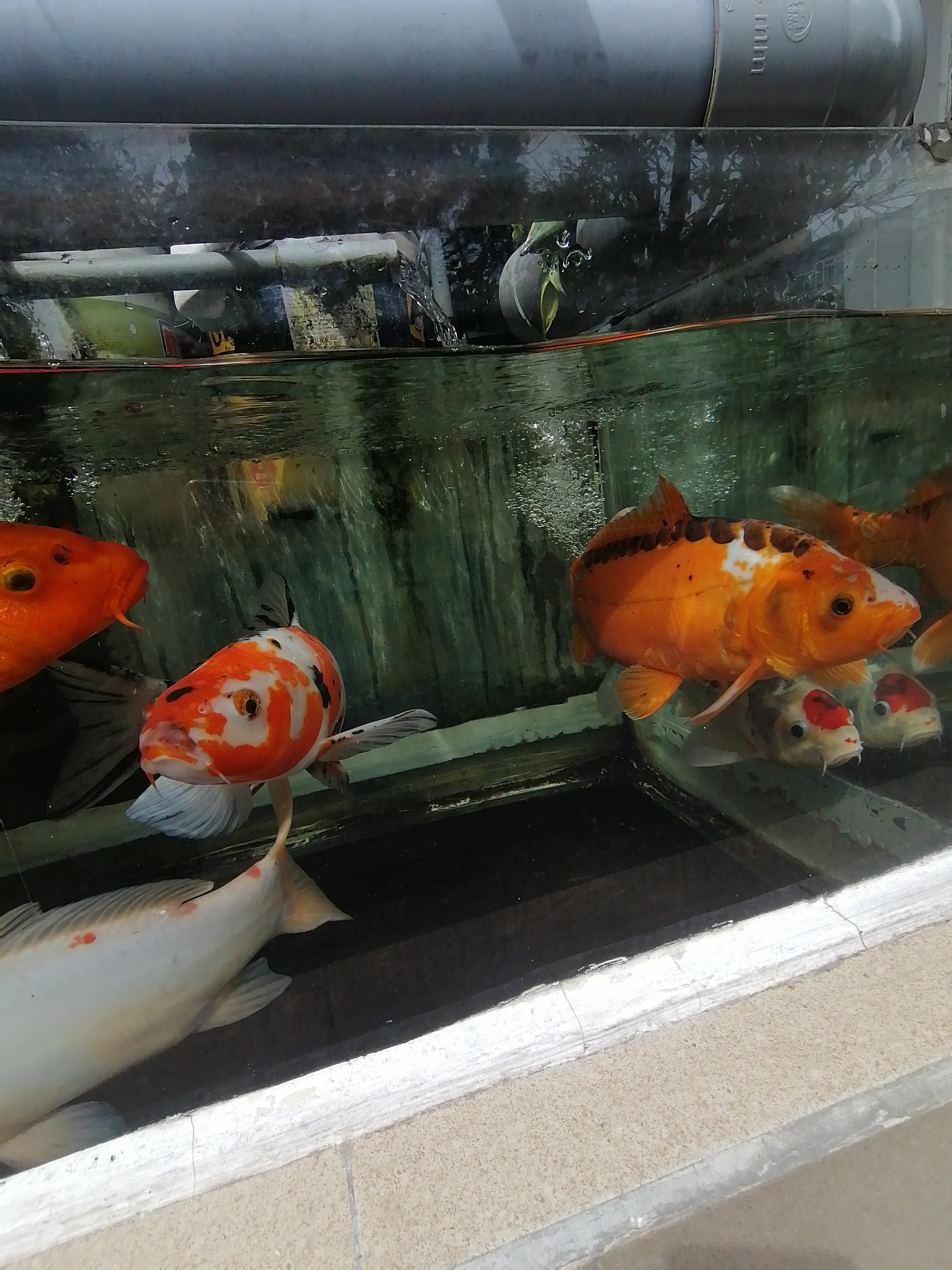 The image shows a close-up view of several koi fish swimming in a tank. The tank appears to be outdoors, with a concrete border and a textured surface visible at the bottom. The water is clear, allowing a good view of the fish. There are at least four koi visible, with distinct orange, white, and black markings. One large orange and white koi is prominently featured in the center, facing the camera. To its left, another orange koi is partially visible. In the background, there are hints of green foliage and dark structures. The top of the image shows a large grey pipe, possibly part of a filtration system, and a reflective surface above the water. The overall scene suggests a well-maintained aquarium or pond setting. Based on its unique architectural style and the presence of koi fish in such displays, this scene is likely located in Da Lat, Vietnam, a city known for its French colonial architecture and many gardens and flower farms which often feature decorative ponds.