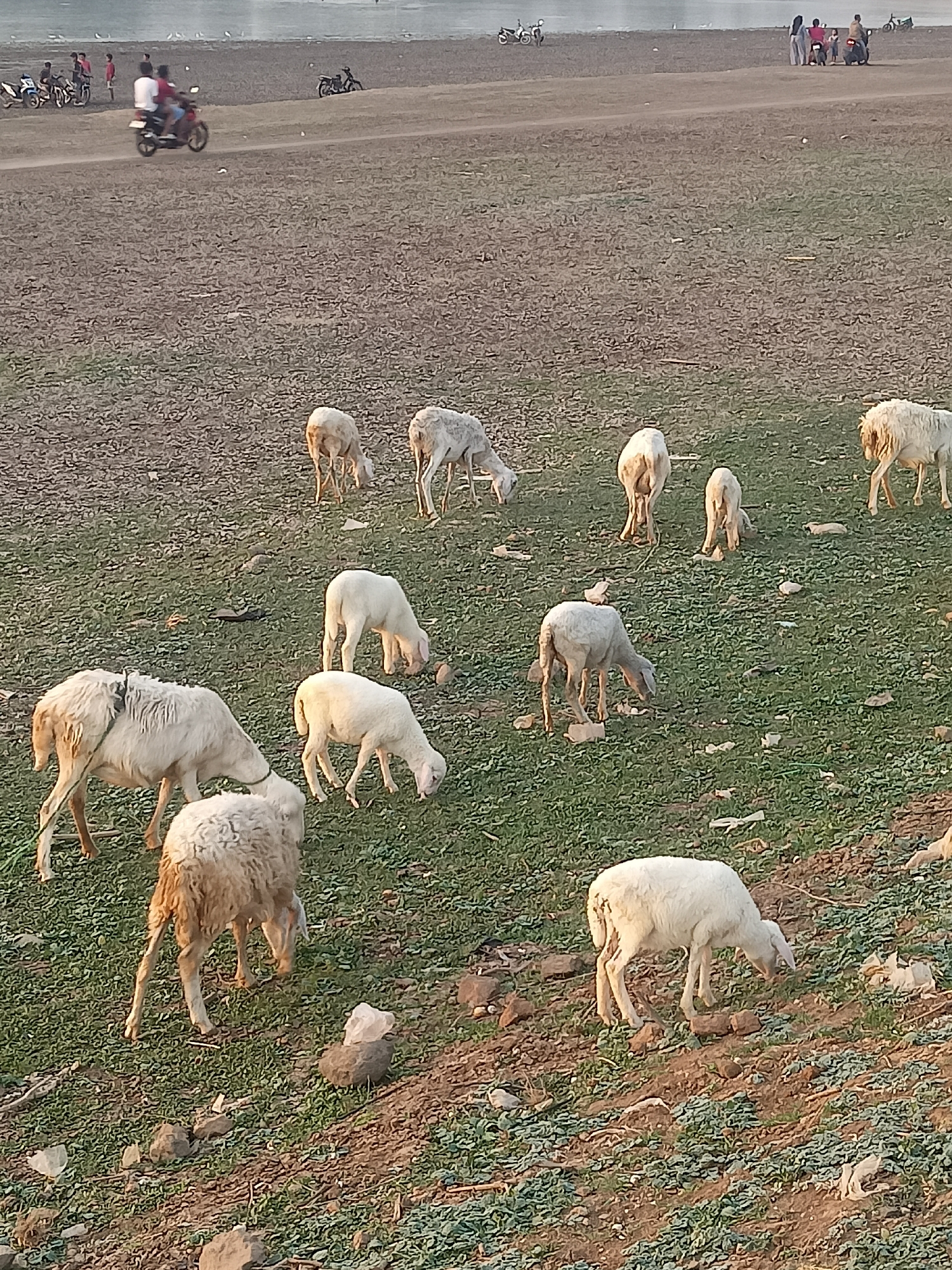 The image depicts a pastoral scene in Sambiduwur, Indonesia. Several sheep are grazing on a patch of green grass with sparse dry earth and rocks. In the background, a dusty path runs parallel to a body of water. On the path, three people are riding a motorcycle, and two others are standing nearby. Further in the distance, a motorcycle is parked. The overall environment suggests an open, rural area with evidence of both livestock and human activity.
