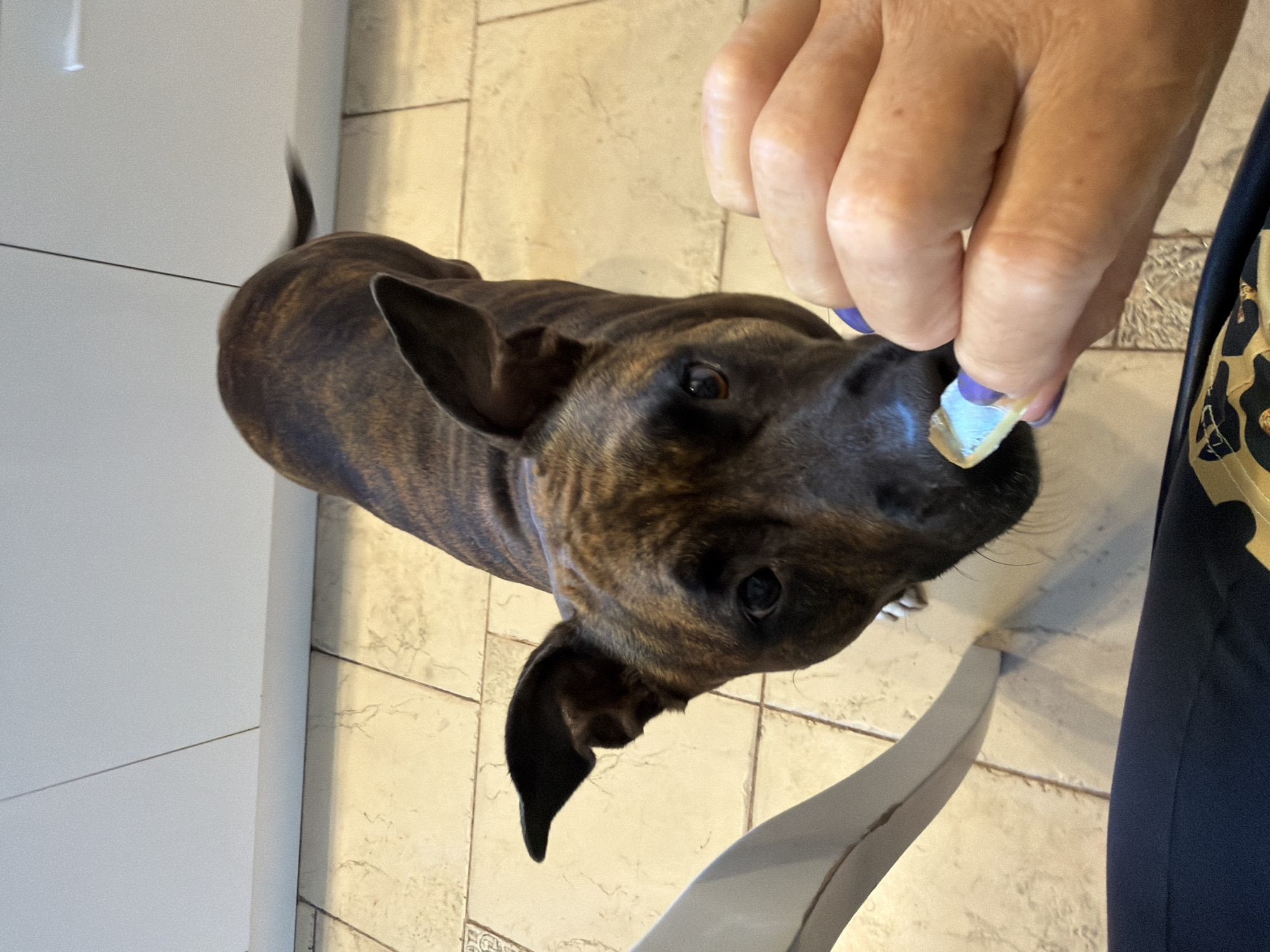 An overhead shot shows a brindle-colored dog looking up as a person's hand, with purple nail polish, offers it a small piece of food. The dog is positioned on a beige tiled floor, in front of what appears to be a white kitchen cabinet. A portion of a white chair leg is visible on the left side of the frame. The lighting suggests an indoor environment, likely a kitchen or dining area. The overall scene depicts a moment of interaction between a pet and its owner.