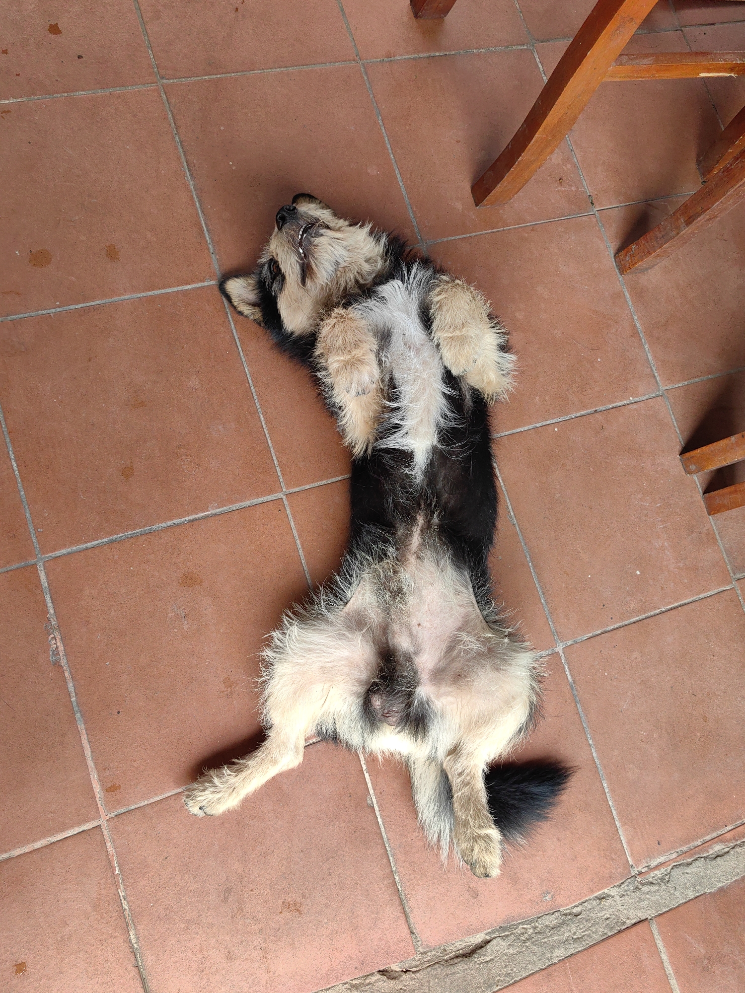 A medium-sized, black and tan dog lies on its back on a tiled floor in Lạng Sơn, Vietnam. The dog's paws are in the air, and its mouth is slightly open, revealing its teeth. The floor is made of square, reddish-brown tiles. The legs of a wooden chair are visible in the upper right corner of the image.