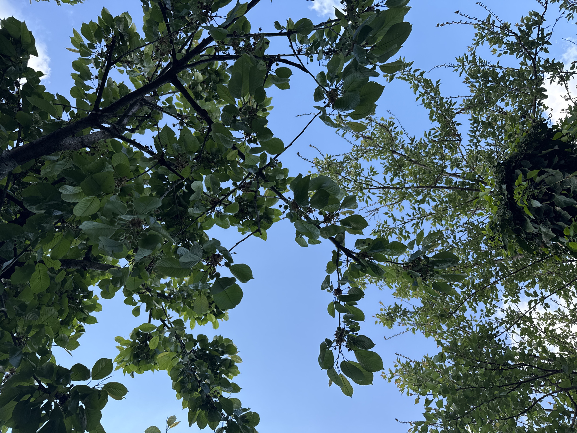 The image captures a view looking up into the sky through the canopy of trees. The sky is a clear, light blue with scattered wisps of white clouds. The branches of the trees are lined with green leaves, which fill much of the frame. Some leaves appear slightly darker, creating contrasts in the green foliage. The scene evokes a natural setting, likely in a park or wooded area, but specific location details are not provided.