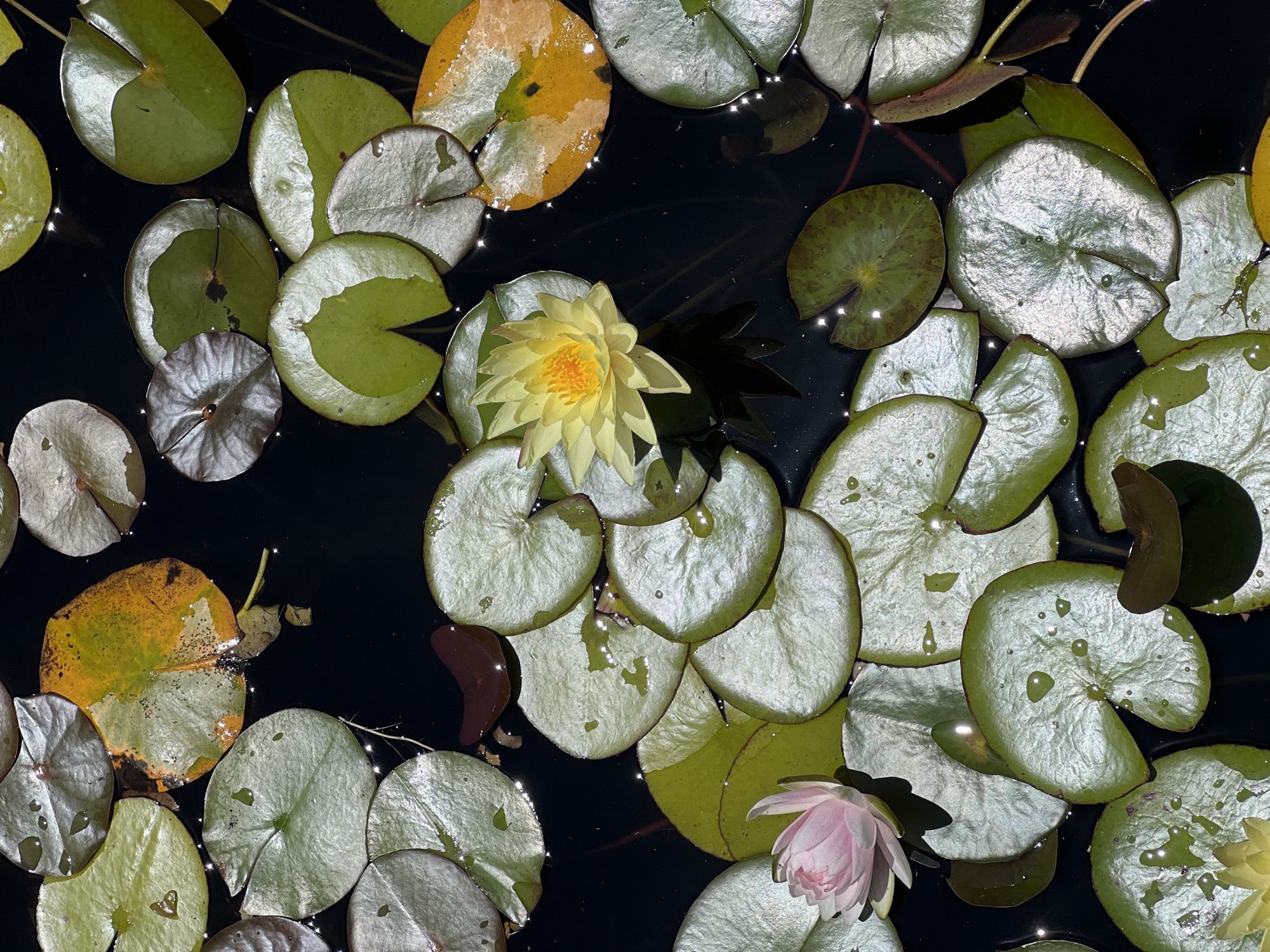The image depicts a close-up, top-down view of a pond covered with lily pads. Two water lilies, one with yellow petals and the other with pink petals, are visible among the pads. The lily pads are primarily green with some yellowing or browning edges. Water droplets are present on many of the lily pads, and the dark water reflects light, creating bright spots. The image was likely taken in Kiryat Bialik, Israel.