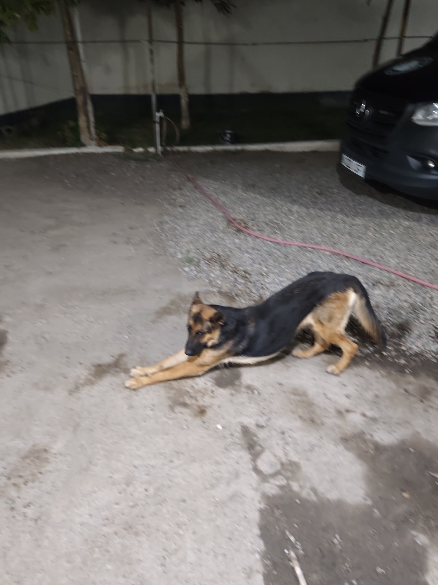 A German Shepherd dog is stretching on a wet concrete surface in what appears to be an outdoor area. The dog is predominantly black and tan, with its front legs extended forward and its hindquarters raised. In the background, there is a dark-colored vehicle and a fence with some trees. A red hose or cable runs across the ground. The environment suggests it might be evening or nighttime due to the lighting. The scene is located in the city of Gulistan, Uzbekistan.