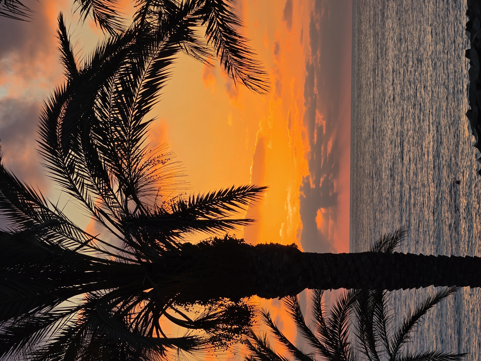 This image captures a sunset over the sea in Chlorakas Community, Cyprus, as seen through the silhouettes of palm trees. The sky is a vibrant gradient of orange and yellow, with scattered clouds tinged with pink and grey. The ocean stretches to the horizon, its surface rippled by a gentle breeze, reflecting the colors of the sky. In the foreground, the dark, textured trunks and fronds of several palm trees frame the scene, their silhouettes stark against the luminous sky. A rocky shoreline is visible at the bottom of the frame, and a small red buoy floats in the water. The overall atmosphere is serene and tropical.