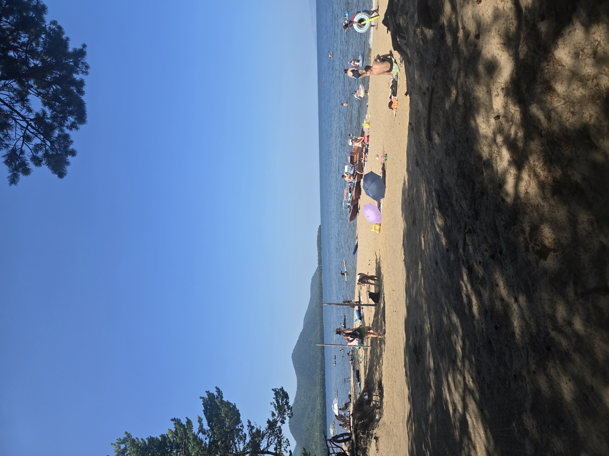 This image depicts a sunny day at a sandy beach in Maksimiha, Russia. In the foreground, the sand is scattered with tree roots and dappled with shade from overhead foliage. The middle ground features a beach populated with numerous people. Several individuals are swimming or wading in the calm, blue water, while others are sunbathing or relaxing on towels and blankets on the sand. Beach umbrellas are present, and some people are engaged in water activities like paddleboarding. In the water, a few boats are visible near the shore. In the background, a line of green, rolling hills stretches across the horizon, meeting the vast expanse of the clear blue sky.