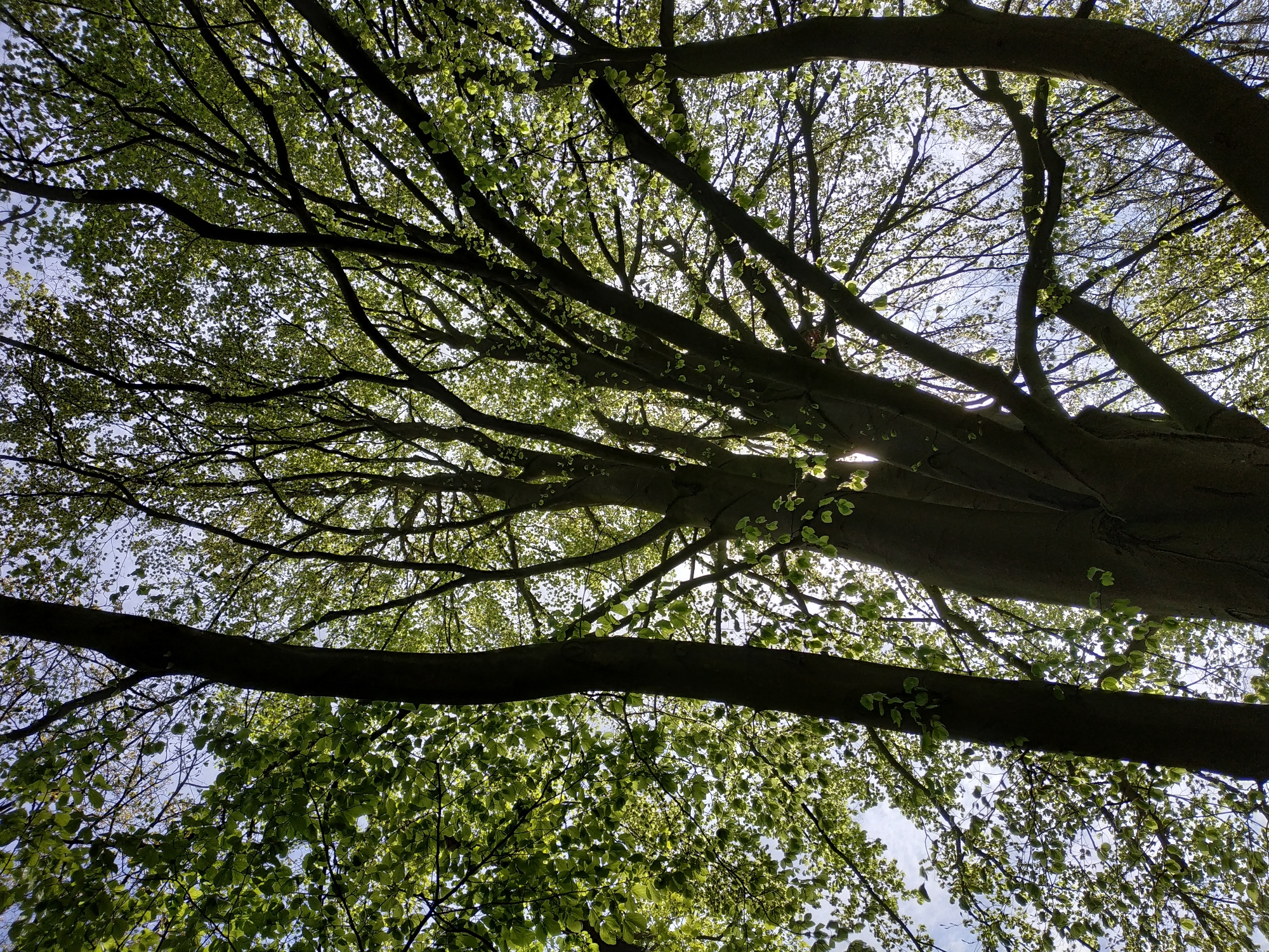 This image shows a view looking up into the canopy of a tree, likely in Dortmund, Germany. The tree has a thick, textured trunk and many branches that reach out towards the sky. The branches are covered with small, green leaves, some of which are backlit by sunlight. The sky is visible through the leaves, appearing as a light blue with some areas of brighter light. The overall composition is one of natural beauty, with a focus on the intricate patterns of the tree's structure and foliage.