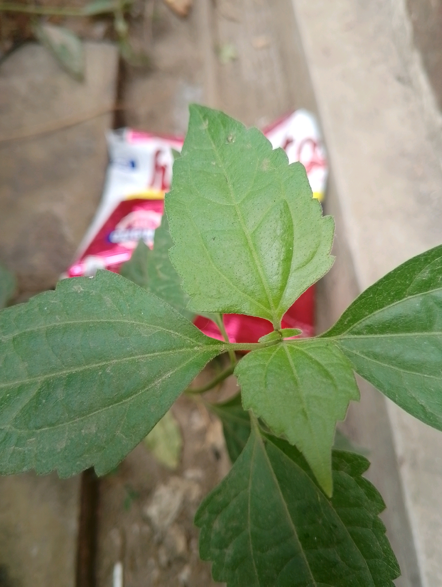 In Kendalrejo, Indonesia, a close-up shot focuses on a cluster of vibrant green leaves from a plant, with the leaves exhibiting a slightly serrated edge and prominent veins. In the background, a blurred pink and white package lies on the ground, partially obscured by the foliage. The surrounding environment appears to be outdoors, with a textured ground and a concrete edge visible. The lighting suggests it is daytime, with soft shadows indicating diffused light.