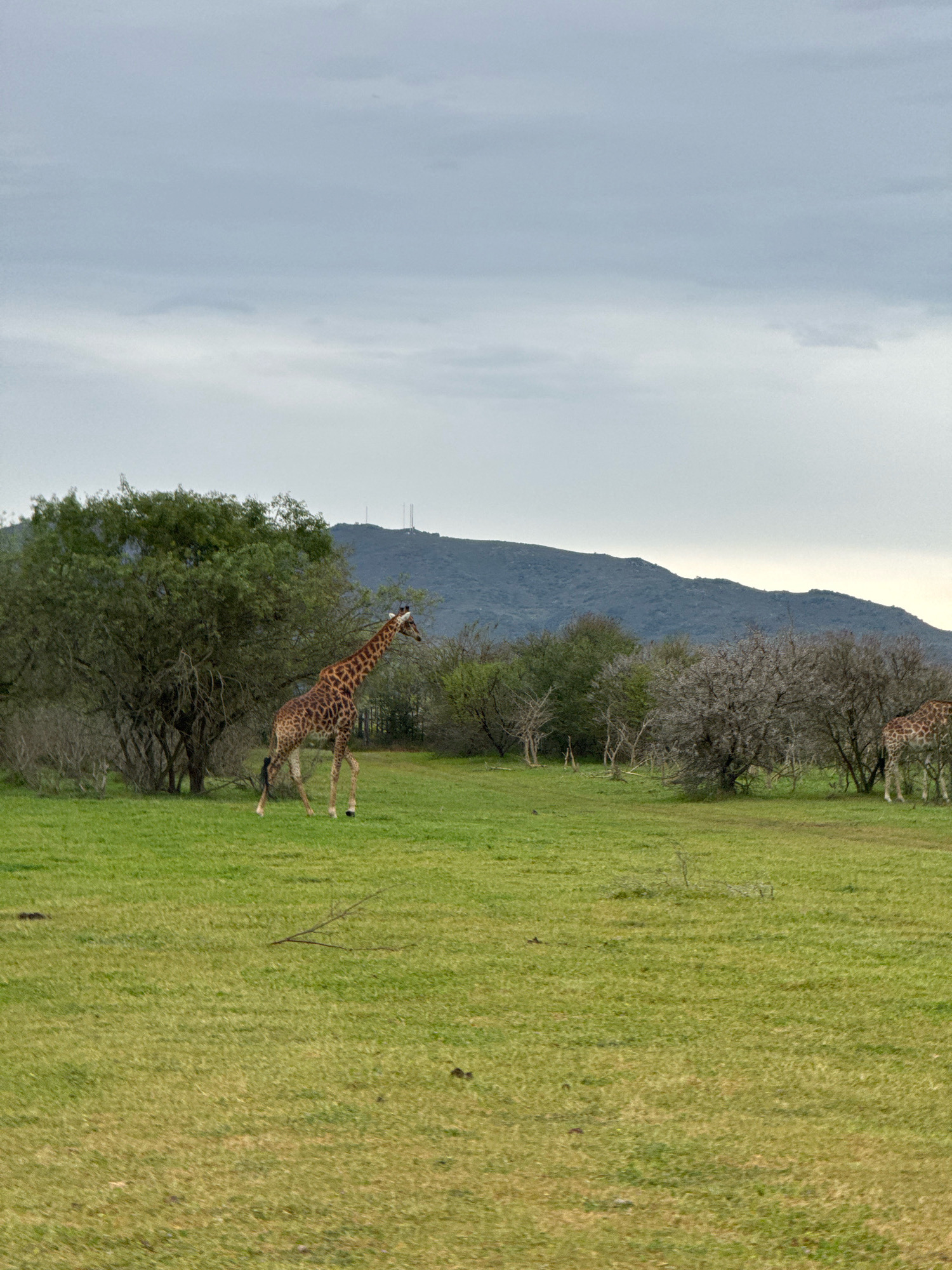 This image captures a serene savanna landscape under an overcast sky. The foreground is dominated by a vast expanse of vibrant green grass, with a few scattered patches of drier, yellowish vegetation and a lone, thin branch lying on the ground. In the middle ground, several trees and bushes are visible, creating a dappled pattern of light and shadow. A lone giraffe, with its distinctive spotted coat, stands alert in the grassy field, facing towards the right side of the frame. Its long neck is extended, and its body is captured in mid-stride, suggesting movement. In the background, a large, tree-covered mountain range rises majestically, its silhouette softened by the hazy atmosphere. The mountain features two prominent telecommunication towers near its peak, indicating human presence in the distance. To the far right of the frame, the hindquarters of another giraffe are partially visible, suggesting the presence of at least one more animal within the scene. The overall atmosphere is tranquil and natural, evoking a sense of wilderness and open space.