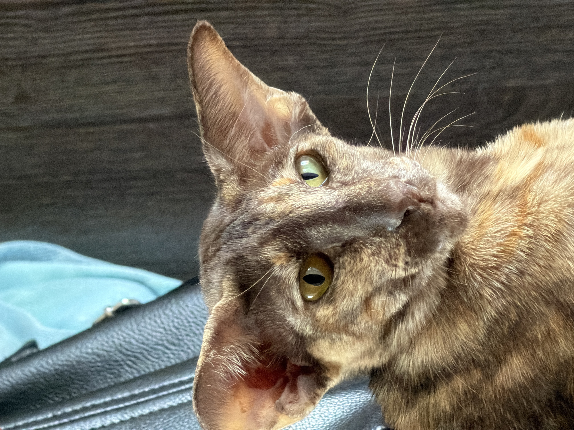A close-up photograph shows a light brown and dark brown feline with large pointed ears and green eyes. The cat is lying on a black textured surface near a light blue piece of fabric. The background features a dark, wood-like texture. The location of the photograph is not discernable and the claim about the city of Chaikovsky, Russia cannot be substantiated.