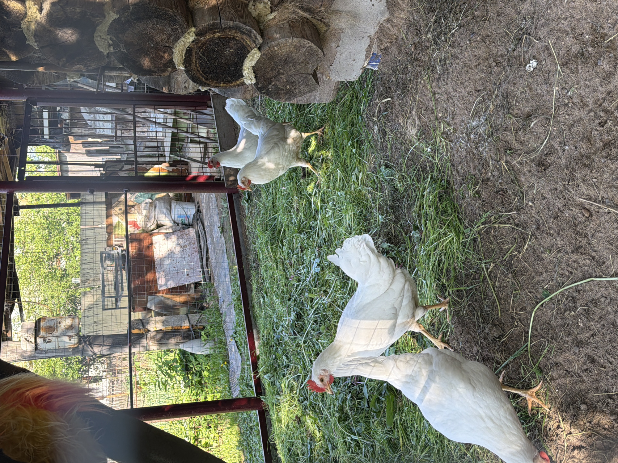 The image shows a group of white chickens in what appears to be a backyard or farm area. The ground is a mix of grass and bare earth. There is a structure with a cage-like enclosure in the background. The setting is partially obscured by the cage and possible structure. Based on the prompt, the location is Noviy, Russia, however the image does not have any information to suggest that this is the case.