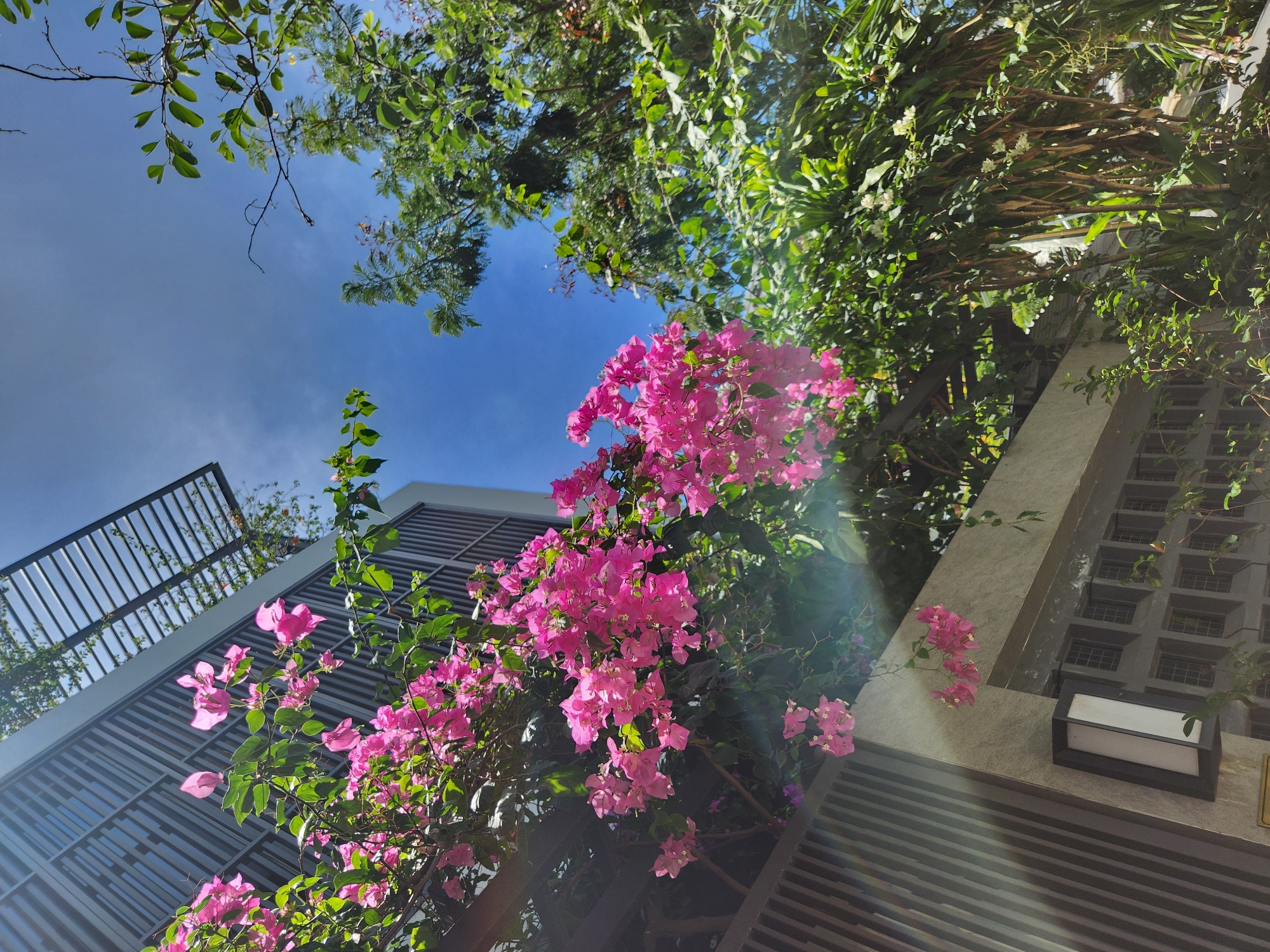 The image shows a bright, sunny day with a clear blue sky. In the foreground, vibrant pink bougainvillea flowers cascade down from an overhead structure, contrasting with the lush green foliage. To the left, a modern building with a slatted facade and a prominent light fixture is partially visible. The building appears to be residential or commercial, with multiple windows. The overall setting suggests an outdoor space in a tropical or subtropical climate. The image is consistent with scenes found in Đà Nẵng, Vietnam, known for its beautiful architecture and abundant plant life.