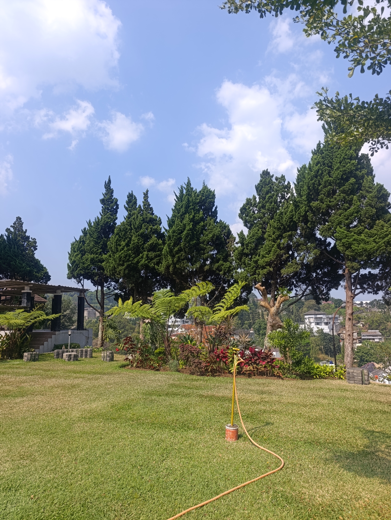 A bright, sunny day at a park-like location in Cihanjuang, Indonesia is depicted. The foreground features a meticulously maintained, lush green lawn. In the middle ground, a cluster of tall, conical evergreen trees stands prominently, interspersed with various ferns and colorful foliage plants. A yellow watering hose is visible, connected to a short yellow pipe standing upright in a red and white container, suggesting recent or ongoing irrigation.
Behind the trees, a multi-story building with white walls and red-tiled roofs is visible on a hillside, surrounded by other structures and dense vegetation. The sky above is a clear blue, dotted with fluffy white clouds. The overall impression is one of a well-kept outdoor recreational area or garden with a scenic backdrop. There are no people visible in the image.
