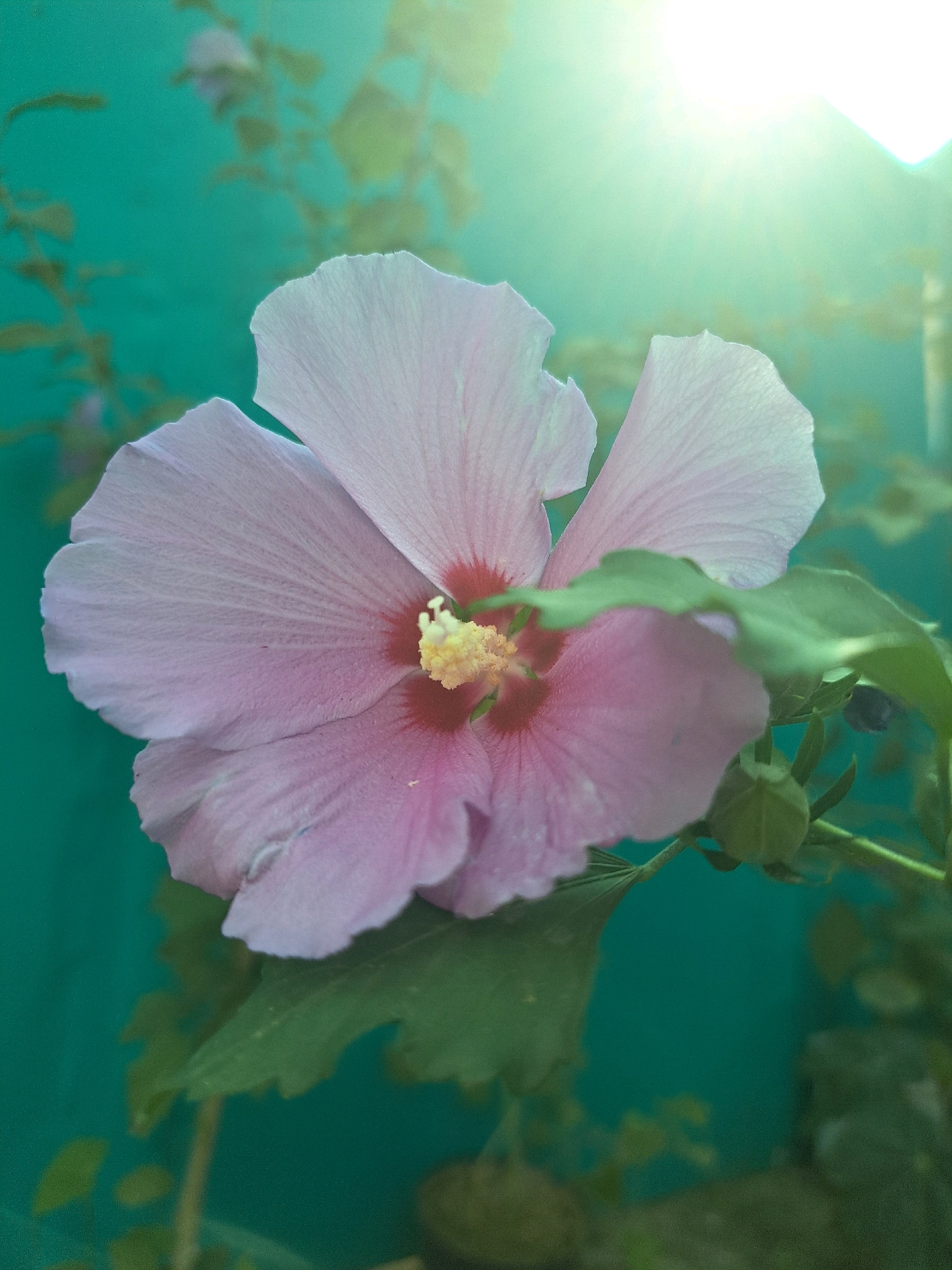 A close-up shot features a light pink hibiscus flower, with its stamens prominently displayed in the center. The flower is partially obscured by green leaves, and a bud is visible to the right. The background is a solid teal color, with a bright light source in the upper right corner casting a glare. The scene is an outdoor setting, likely a garden, and there is no indication of Vypasne, Ukraine.