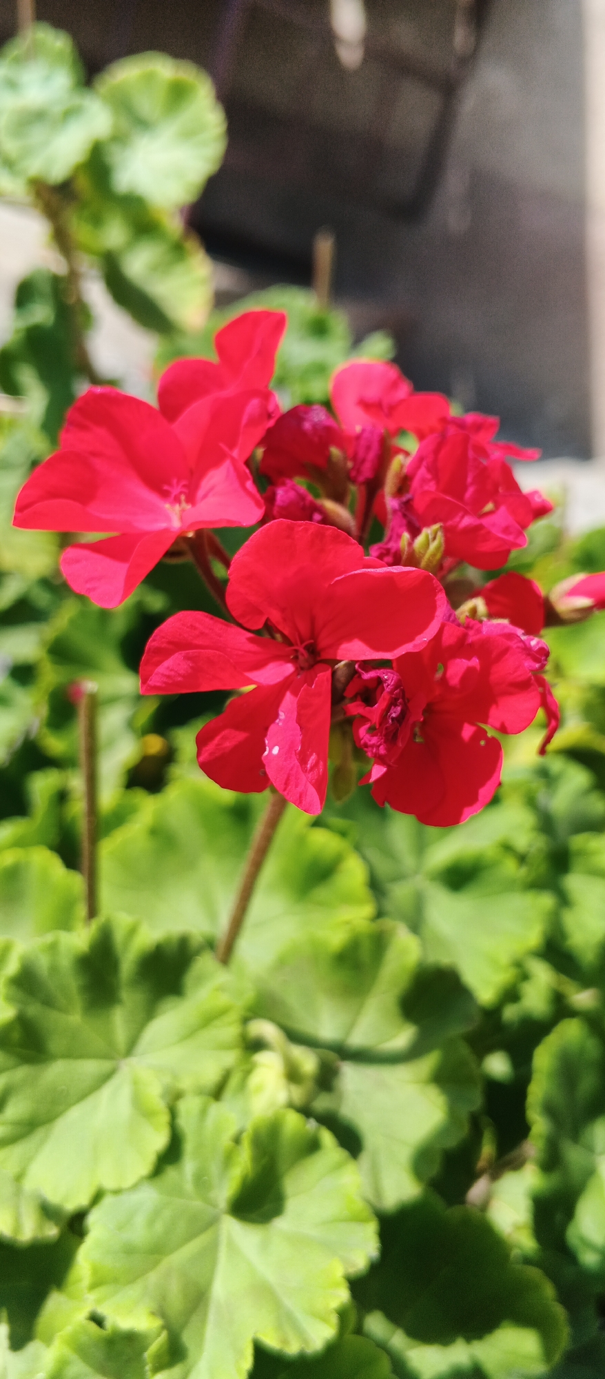 The image shows a cluster of vibrant red geranium flowers in bloom. The flowers are in sharp focus, with delicate petals and darker centers. They are surrounded by lush green leaves, some of which are slightly blurred in the background. The lighting suggests it is daytime, with sunlight casting shadows on the foliage and highlighting the flowers. The background is out of focus and appears to be an outdoor setting, possibly a garden or a potted plant. No specific landmarks or indications of the city of Berehove, Ukraine, are visible in the image.