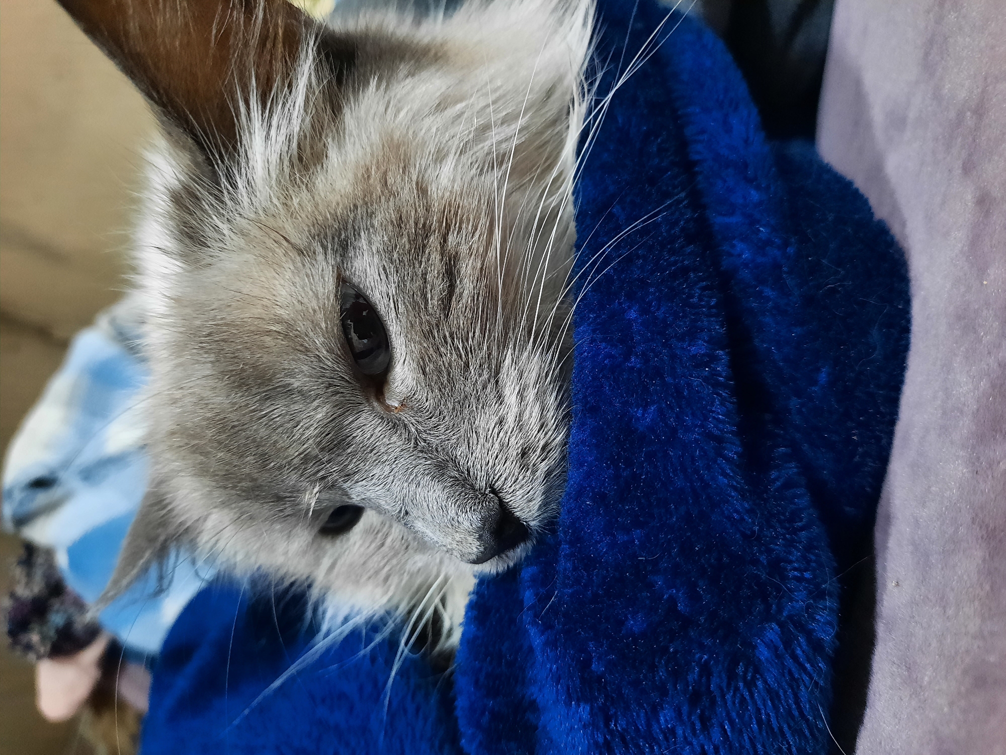 A close-up captures a light gray cat wrapped in a vibrant blue, fluffy blanket. The cat's head is tilted, with one ear visible and a portion of its face, including one eye, nose, and whiskers, peeking out from the blanket. The background includes hints of another blanket in a light purple hue. There is no indication of the location being Krasnogorskoye, Russia.