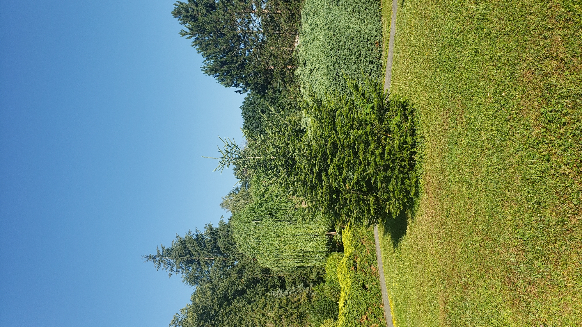 A vertical, eye-level, medium shot captures a lush green park on a bright, sunny day. The sky is a clear, uninterrupted blue. In the foreground, a manicured lawn is dotted with small white flowers. The central subject is a dense, conical evergreen tree, casting a distinct shadow on the grass. Behind the tree, a winding, grey path curves through the landscape. The middle ground is filled with various green shrubs, including a weeping willow with its characteristic drooping branches. The background features a dense array of tall evergreen trees, creating a natural wall. The scene is devoid of people and any visible man-made structures, suggesting a tranquil natural setting within a city. While the image depicts a park, its specific location in Prešov, Slovakia, cannot be determined from the visual information alone.