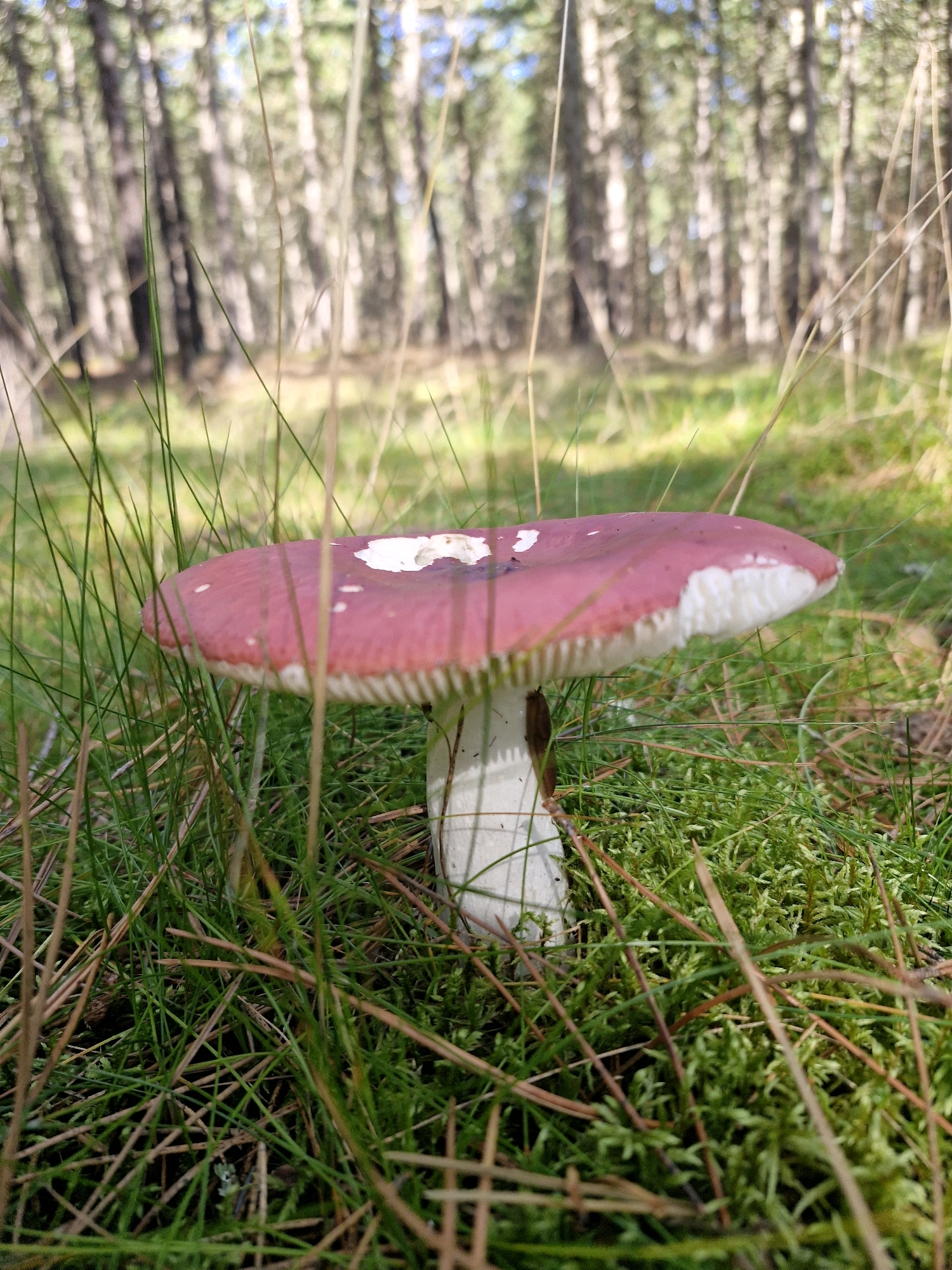 In an outdoor environment with a blurred background of trees, a single mushroom is prominently featured in the foreground. The mushroom has a dark pink cap with white splotches and a white underside with gills. It is surrounded by green grass, moss, and fallen pine needles. The stem of the mushroom is white and appears to be slightly tilted. The lighting suggests it is daytime.