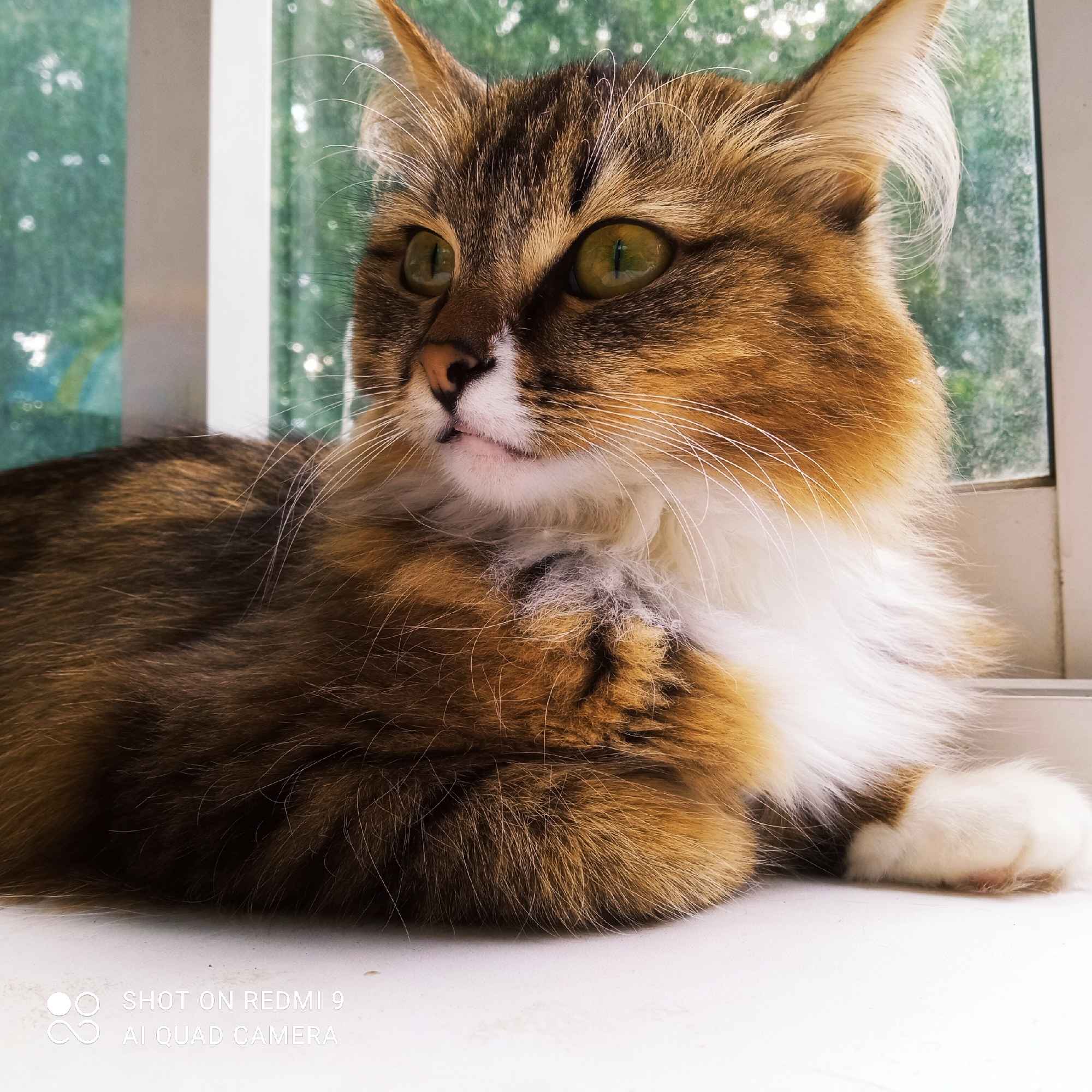 A domestic cat with brown, white, and ginger fur is lying on a white surface in front of a window. The cat's eyes are bright green and it is looking to the left. The background outside the window is blurred green foliage. The scene is indoors, with a white window frame and a white sill. There are watermarks on the bottom of the image that read "SHOT ON REDMI 9 AI QUAD CAMERA". The image does not contain information about the city of Chaikovsky, Russia.