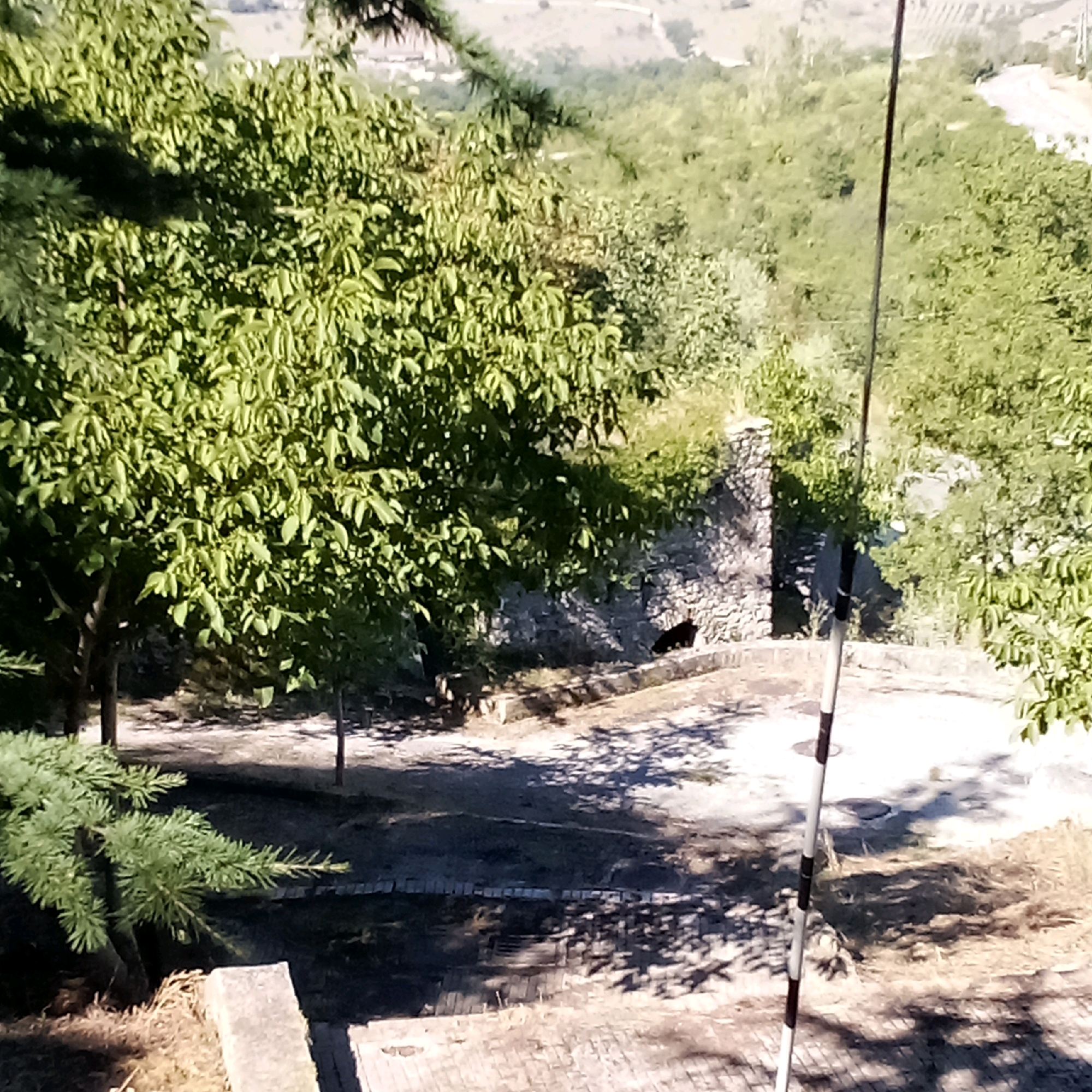 The image depicts an outdoor scene, likely in a rural or semi-rural area, with lush green trees dominating the foreground and midground. A stone structure, possibly ruins, is visible in the midground, partially obscured by foliage. A path or road winds through the scene. In the lower right quadrant, a vertical pole with black and white markings stands prominently. The ground is covered with a mixture of dry grass and paving stones or rough-hewn steps. Shadows from trees are cast across the ground. The background shows a rolling landscape with more vegetation and distant structures, suggesting a hilly terrain. There is a dark, solid-colored object, possibly an animal, located on the stone structure in the midground. The overall impression is one of a natural, somewhat overgrown setting.