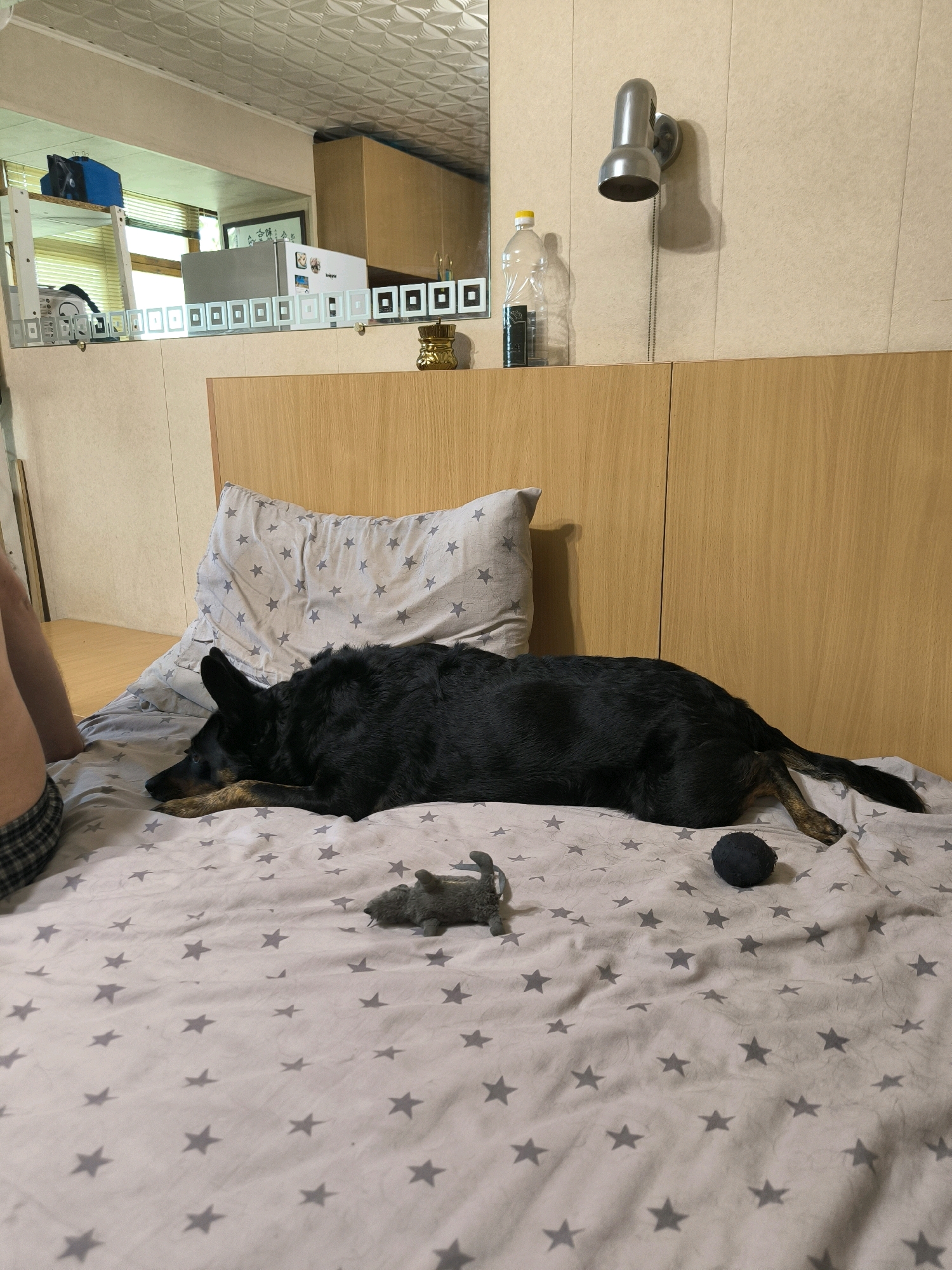 A medium shot captures a black dog lying on a bed with star-patterned sheets. The dog is positioned horizontally across the bed, its head resting on a pillow and its body extending towards the foot of the bed. To the dog's right, a dark spherical object, possibly a toy, rests on the sheets. To the dog's left, a grey stuffed toy, shaped like a small animal, is also present. The background features a wooden headboard and a wall. A small portion of a person's leg, clad in plaid shorts, is visible on the left side of the frame. The image appears to be taken indoors, likely in a domestic setting. There is no indication of the image's location within the city of Mykolaiv, Ukraine.