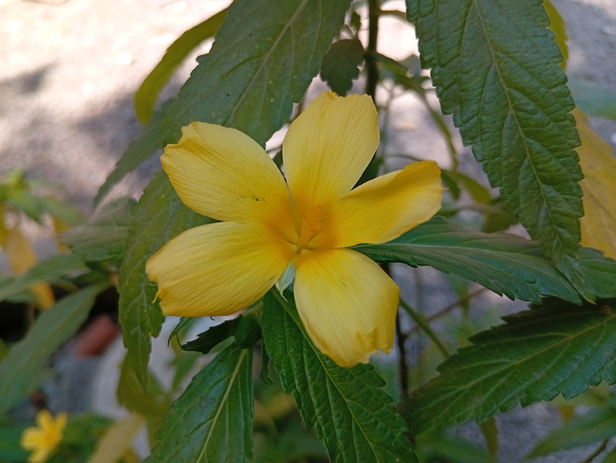 A close-up, eye-level, outdoor photograph captures a vibrant yellow flower in full bloom, centrally positioned against a backdrop of lush green foliage and a blurred background suggesting an urban environment. The flower's five petals are unfurled, displaying a delicate texture with visible veins. The center of the flower is a slightly deeper yellow hue. Surrounding the main subject are several large, dark green leaves with serrated edges. One leaf on the right side of the frame is particularly prominent, showcasing its intricate vein pattern. The background is softly out of focus, with hints of a light-colored surface, possibly pavement or a wall, and dappled sunlight casting shadows. Another smaller, out-of-focus yellow flower is visible in the lower left corner of the image. The scene is devoid of any human presence or activity. This photograph was taken in Miritpetikusan, Indonesia.