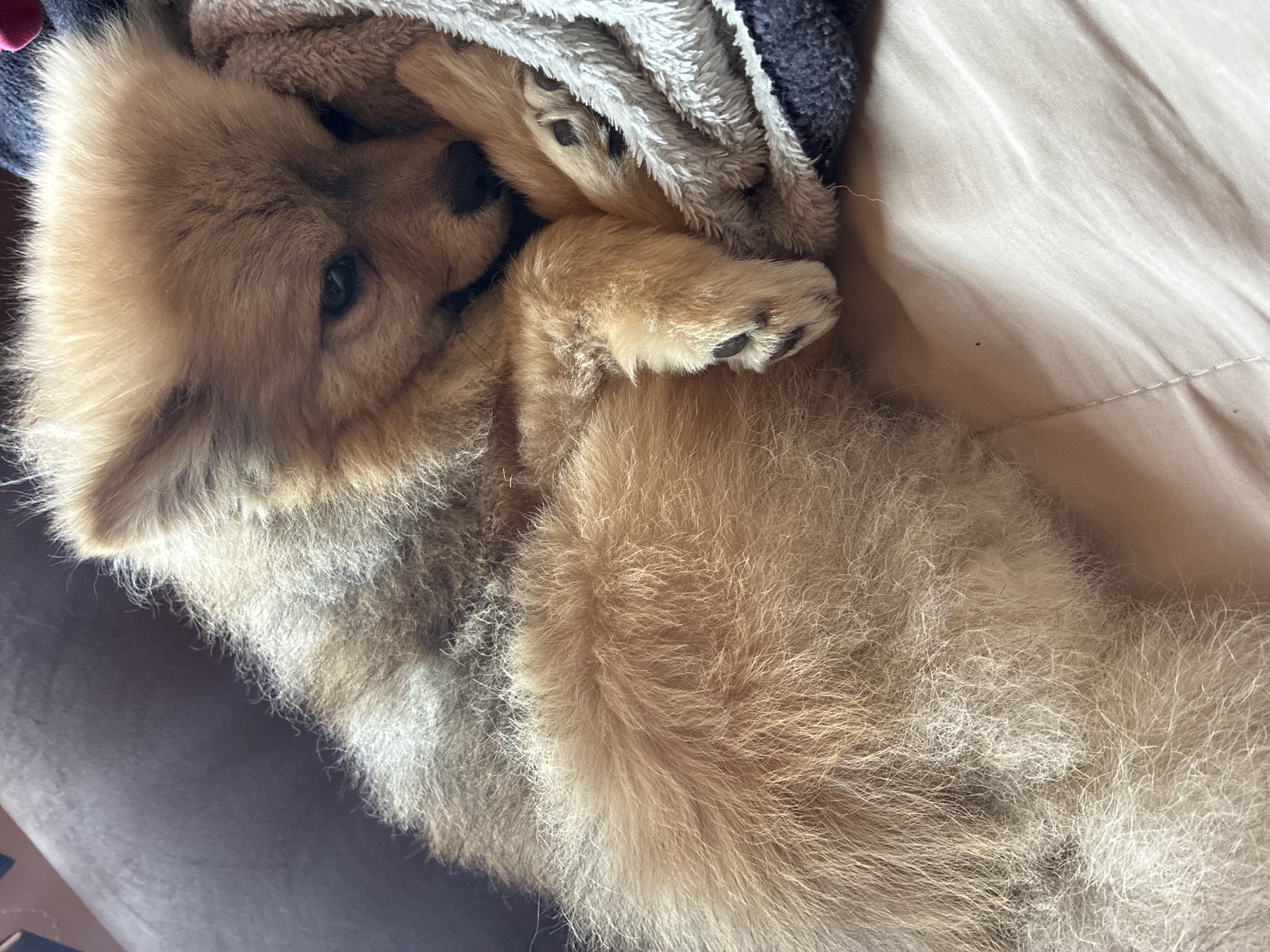 A brown Pomeranian dog is sleeping on a light beige bed under a gray and white blanket. The dog is curled up on its side, with its paws covering its face. The location is unspecified in Plovdiv, Bulgaria.