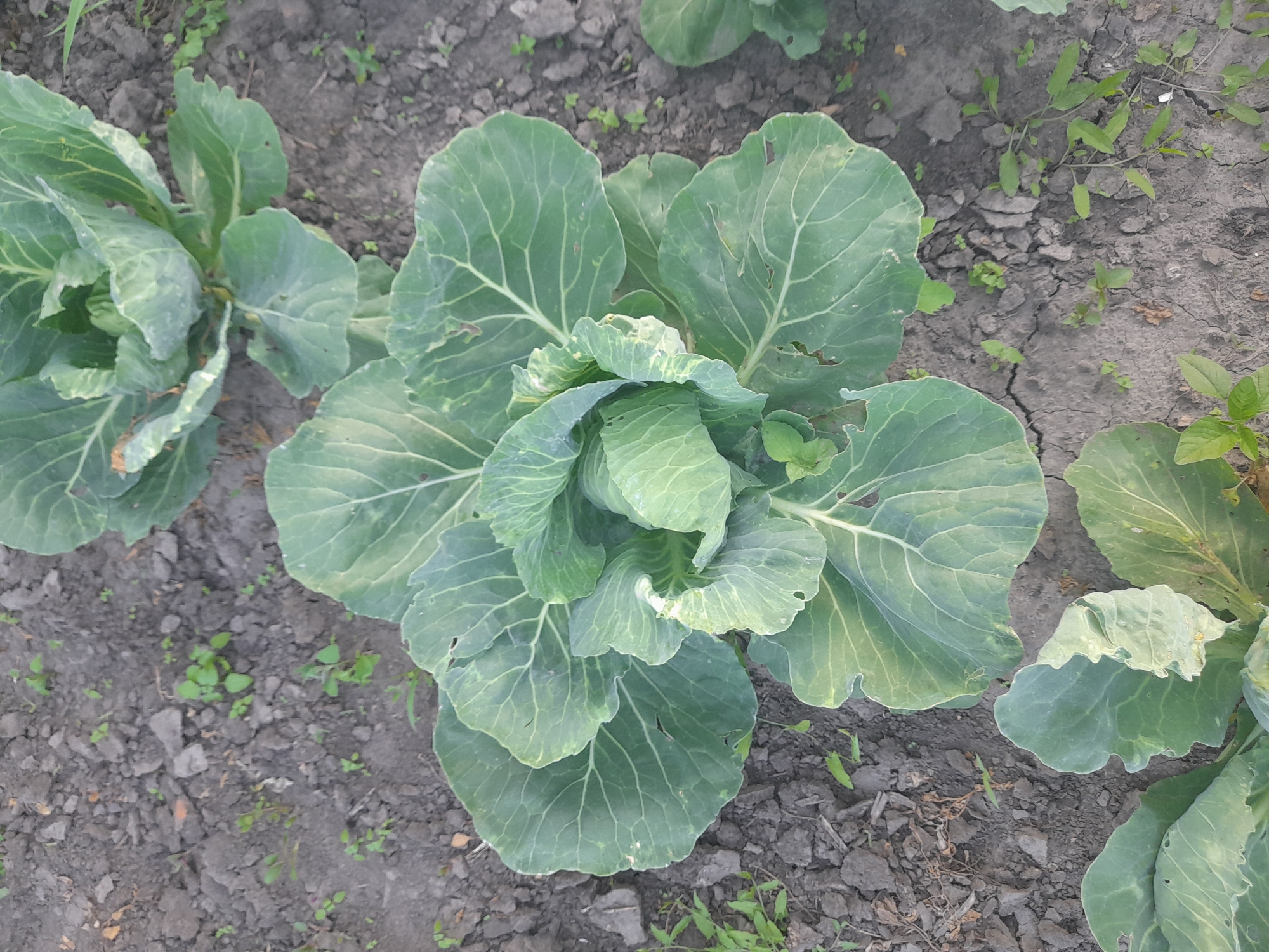 The image shows a close-up, overhead view of several cabbage plants growing in dry, cracked soil. The cabbages are large and leafy, with pale green to bluish-green leaves. The soil is dark and appears dry, with some small green weeds growing between the plants. The scene is outdoors, likely in a garden or field. The lighting suggests it could be daytime, possibly a sunny day given the clear visibility. There are no people or specific structures visible that would indicate a precise location beyond a rural agricultural setting. The overall impression is one of agriculture in a somewhat dry climate.