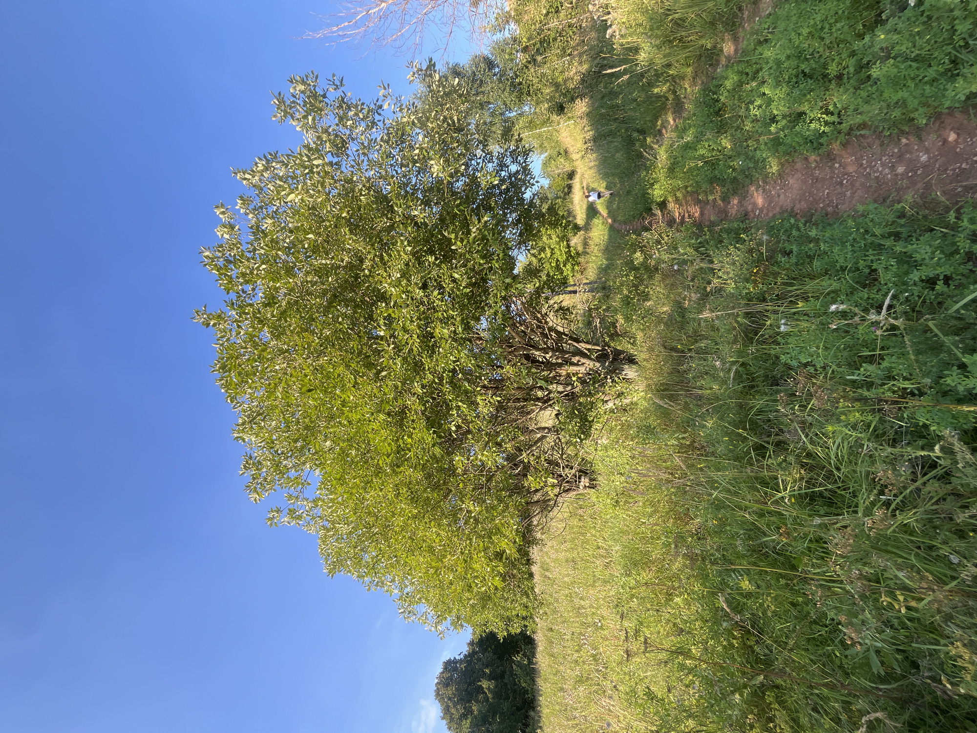 An outdoor, eye-level, full-shot photograph captures a rural path winding through a field of tall grass and wildflowers under a clear blue sky in Srednie Pinyachi, Russia. A large tree with green leaves dominates the left side of the frame, its branches reaching towards the sky. In the distance, a small figure of a person in a white shirt and dark shorts walks along the path. The path is made of reddish dirt and is bordered by lush green vegetation. The sun illuminates the scene, creating a warm and bright atmosphere.
