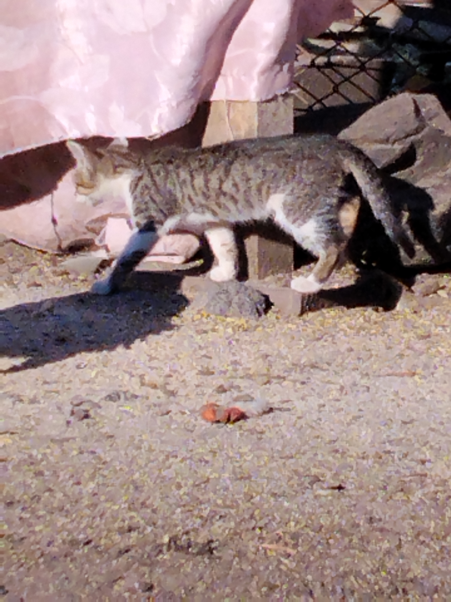 A tabby cat walks on a gravelly surface in Ustyvytsia, Ukraine. The cat is seen from the side, with its body angled to the left and its head turned slightly to the left. It has stripes of dark brown and gray on its back and sides, and white fur on its chest and paws. The cat is walking towards a pink tarp that is draped over some unseen objects. Behind the cat, there is a pile of rocks and a chain-link fence. The ground is covered in small stones and dirt, with a few scattered pieces of debris. The lighting suggests it is daytime, with shadows cast by the cat and other objects.