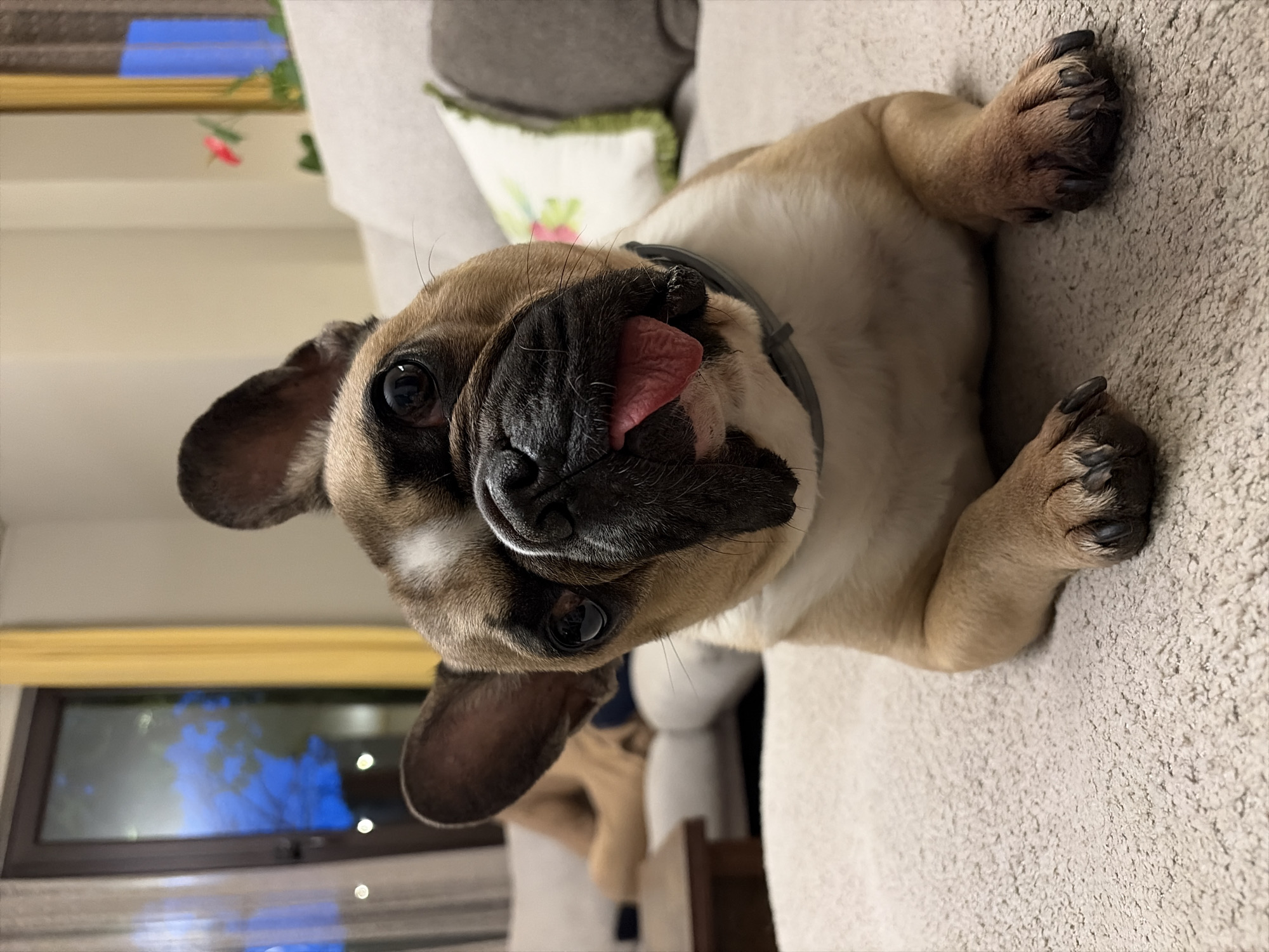 A close-up photograph features a fawn and white French Bulldog lying on its side on a light-colored, textured surface, likely a sofa or carpet. The dog's head is turned towards the viewer, making direct eye contact with its large, dark eyes. Its pink tongue is slightly extended from its dark muzzle, giving it a playful or relaxed expression. The dog's prominent bat-like ears are visible, and it wears a simple grey collar. Its front paws, with dark claws, rest on the surface in front of it.
The background reveals an indoor setting. Parts of a light-colored sofa and decorative pillows are visible, one with a green ruffled border and a subtle floral design. A window in the background shows a distinct blue hue, potentially indicating twilight or night with reflections of the outdoor environment, possibly including faint tree shapes. The ambient indoor lighting softly illuminates the scene. No text is present in the image.