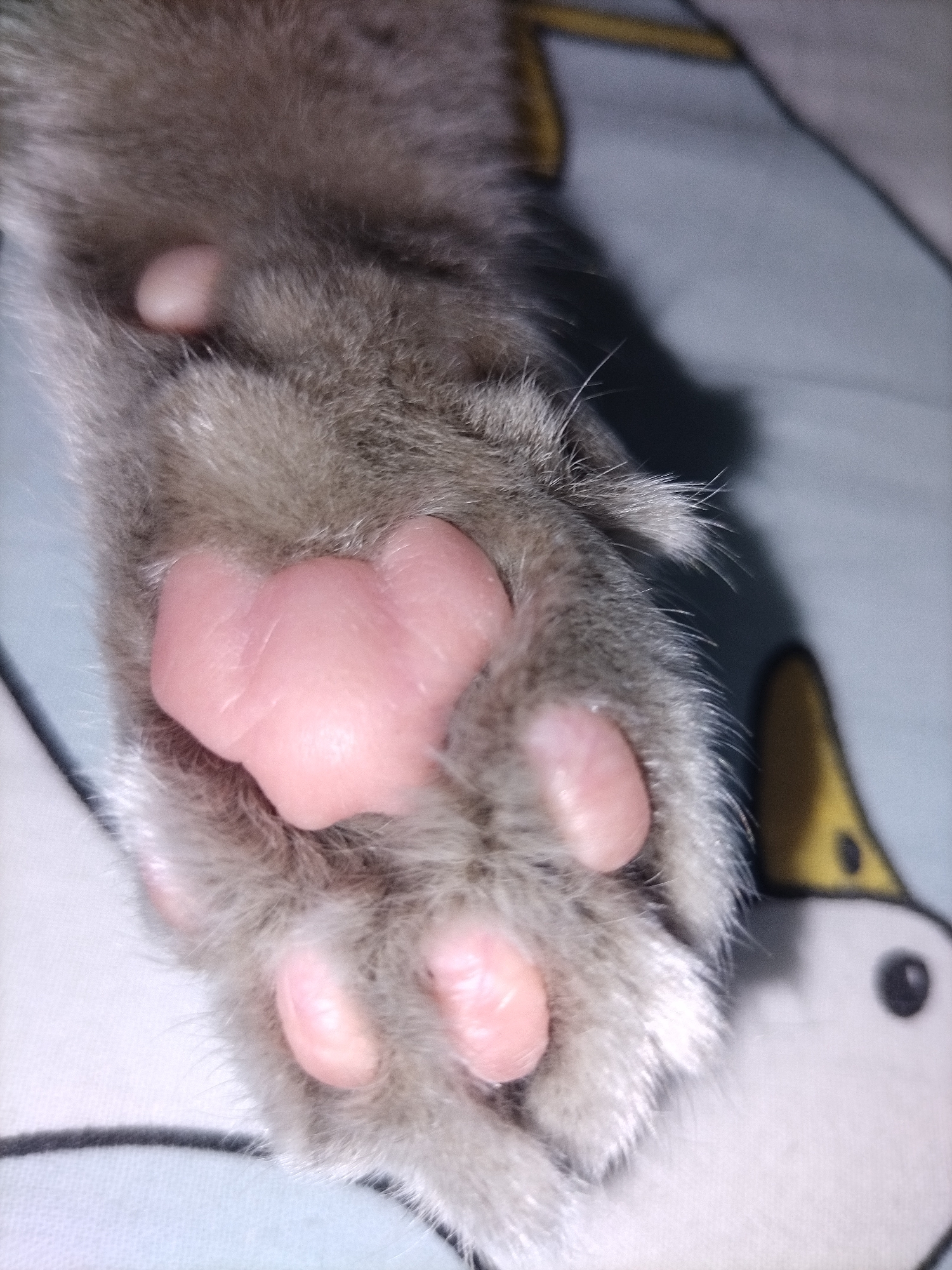 A close-up shot captures a gray cat's paw with pink pads against a blurred background of what appears to be a blanket with a duck illustration. The paw exhibits soft, gray fur and visible toe beans. The image is an indoor, personal setting, with no indication of a specific city or outdoor environment.