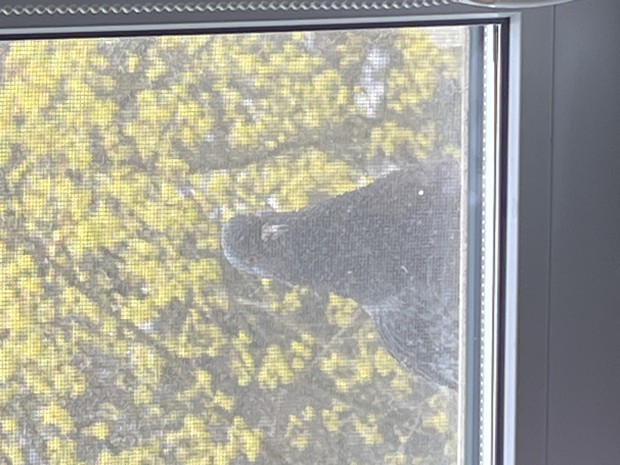 The image captures a close-up view through a window, looking outwards through a window screen. A dark-feathered bird is partially visible on the other side of the screen, positioned in the middle-right area of the frame. The bird's head, featuring a distinct eye and a prominent beak, is turned towards the window, suggesting it is looking inside. Its body extends downwards and to the right, obscured by the screen and the perspective.
Beyond the bird and the screen, a vibrant background of trees with dense, yellowish-green foliage indicates either spring or early summer. The leaves appear brightly lit, suggesting it is daytime with ample sunlight. The fine mesh of the window screen overlays the entire scene, creating a characteristic grid pattern that slightly blurs the details of both the bird and the background vegetation. The top and right edges of a white window frame are visible, with a decorative textured strip along the top. The scene depicts a quiet moment of nature observed from indoors, set in Khimki, Russia. There is no visible text in the image.