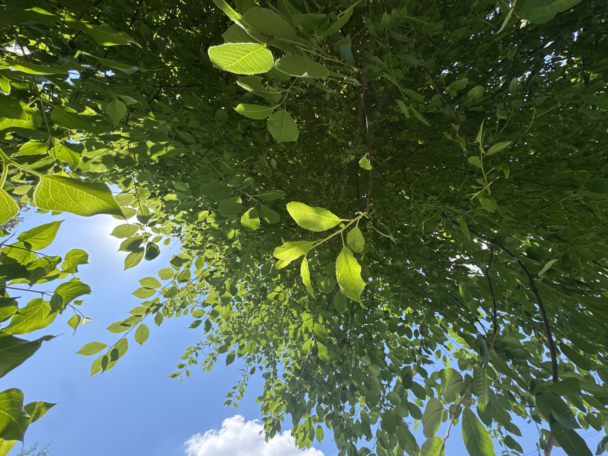 This low-angle photograph captures a vibrant view looking upwards through the dense, green canopy of a tree. The frame is predominantly filled with numerous lush, verdant leaves, many of which are illuminated from behind by bright sunlight. This backlighting highlights the intricate vein patterns of the leaves, making them appear translucent and glow with a fresh, bright green hue. Sunlight filters through the foliage, creating a dynamic interplay of bright patches and deeper, shaded greens.
Through the gaps in the leaves, a clear, brilliant blue sky is visible. A few small, fluffy white cumulus clouds are scattered across the lower portion of the sky. The presence of strong lens flare at the upper left and lower left edges of the image indicates the direct presence of the sun, suggesting a bright and sunny daytime scene, likely during midday or early afternoon.
The image conveys a sense of natural beauty, tranquility, and the refreshing atmosphere of being outdoors under a tree on a clear day. No people or specific activities are depicted. There is no visible text. While the location context mentions Saint Petersburg, Russia, the visual content of the image does not provide specific cues to confirm this geographical location.