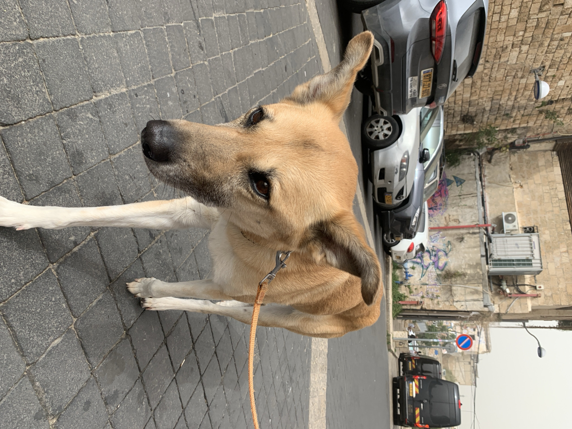 A medium-sized dog with light brown and white fur stands prominently in the foreground of an urban street scene. The dog has dark brown eyes and erect, dark-tipped ears, and is looking upwards and slightly to its left. A thin, orange leash is attached to its back. Its forelegs and parts of its face and chest are white, contrasting with its tan body.
The dog is standing on a paved surface made of dark gray interlocking pavers. In the background, a street is visible with several cars parked along its side. These include a gray SUV, a white sedan, and a black commercial-style van with yellow and black markings further down the road. The gray SUV displays an Israeli license plate with the number "877:72-101".
Behind the parked cars, old, light-colored stone buildings line the street. Patches of colorful graffiti are visible on a wall between the cars and the buildings. Several outdoor air conditioner units are mounted on the building facades. In the distance, a red circular street sign with a white horizontal bar (typically indicating "no entry" or "do not enter") can be seen.
The scene appears to be set during the daytime, under an overcast or hazy sky, which casts soft, diffused light without strong shadows. The dog appears alert and curious, possibly pausing during a walk. The visible license plate confirms the location context of Tel-Aviv, Israel.
