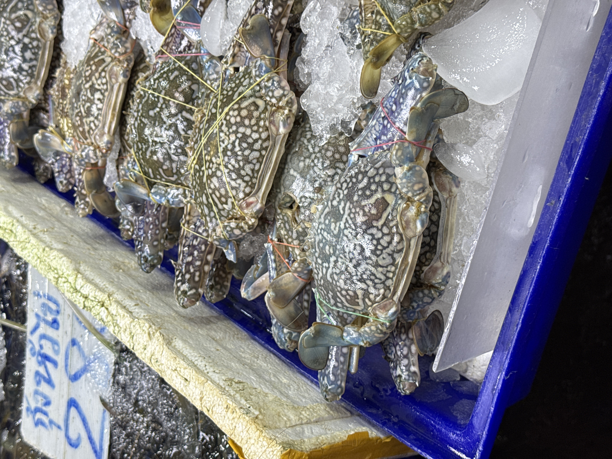 Multiple fresh blue swimmer crabs (Portunus pelagicus), also known as flower crabs, are displayed for sale on a bed of crushed ice within a blue plastic tray. Their distinctive mottled blue-green and white patterns are visible on their carapaces. The claws and legs of each crab are secured with thin colorful strings (red, yellow, and green) to prevent movement. Several larger blocks of ice are interspersed among the crabs and along the edge of the tray, maintaining the cold temperature.
The scene depicts a seafood stall, likely in a market in Pattaya City, Thailand, consistent with the visible signage. In the lower left foreground, a partial white and blue sign features Thai script. The text "กุ้งหอยปู" (gung hoy bpoo) is discernible, translating to "shrimp, shellfish, crab," indicating the types of seafood available. Below this, the number "28" is clearly visible, potentially signifying a price or stall identifier. The surface directly beneath the display appears wet from melting ice, characteristic of a fresh seafood environment. The lighting is bright, illuminating the crabs and ice.