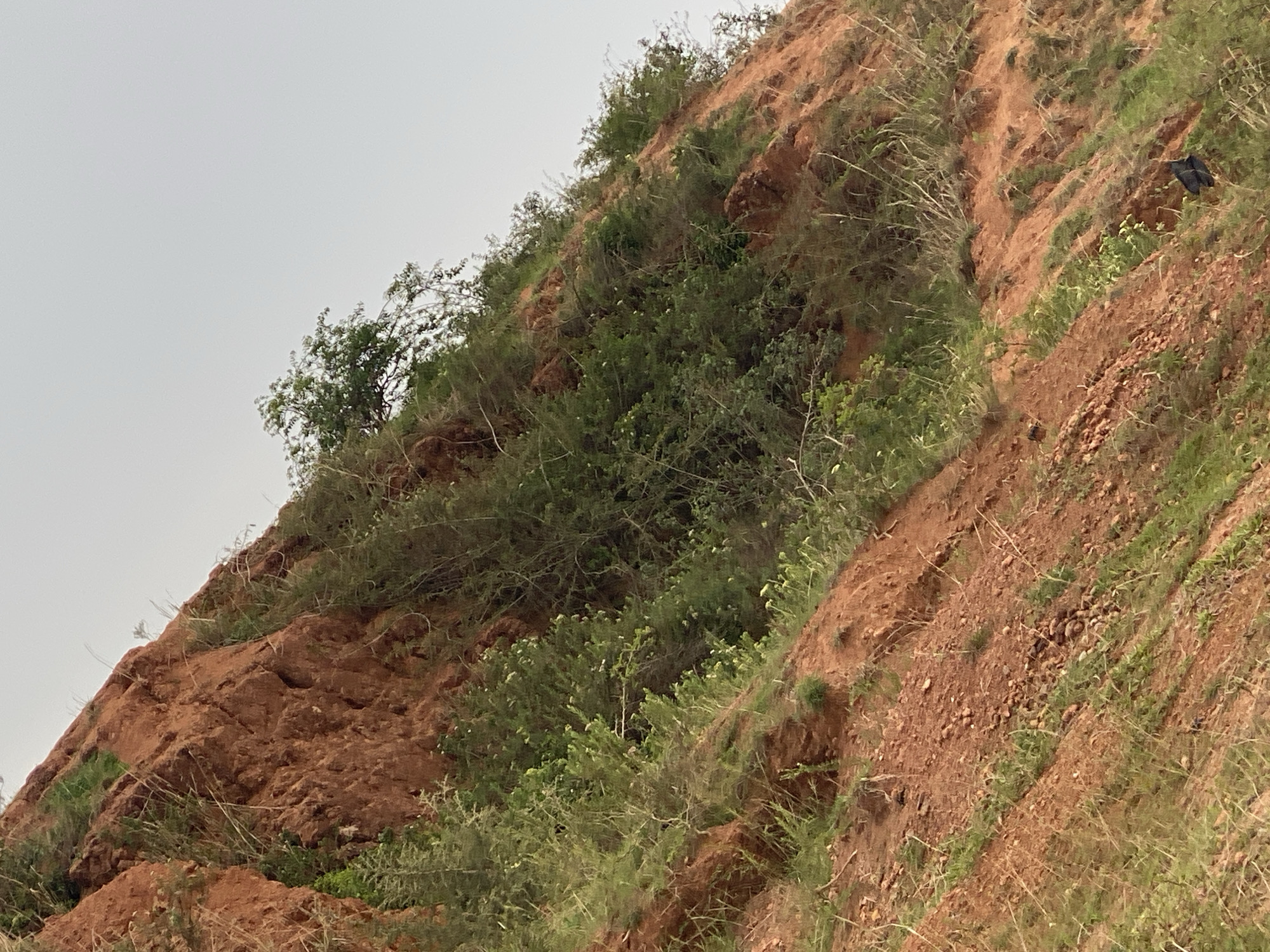 The image depicts a section of eroded red earth hillside in Jos, Nigeria, sparsely vegetated with green bushes and grasses. The hillside slopes upward towards the top of the frame, meeting a pale gray sky. The terrain is dry and textured with visible erosion gullies. A black object sits on a ledge of the hillside.