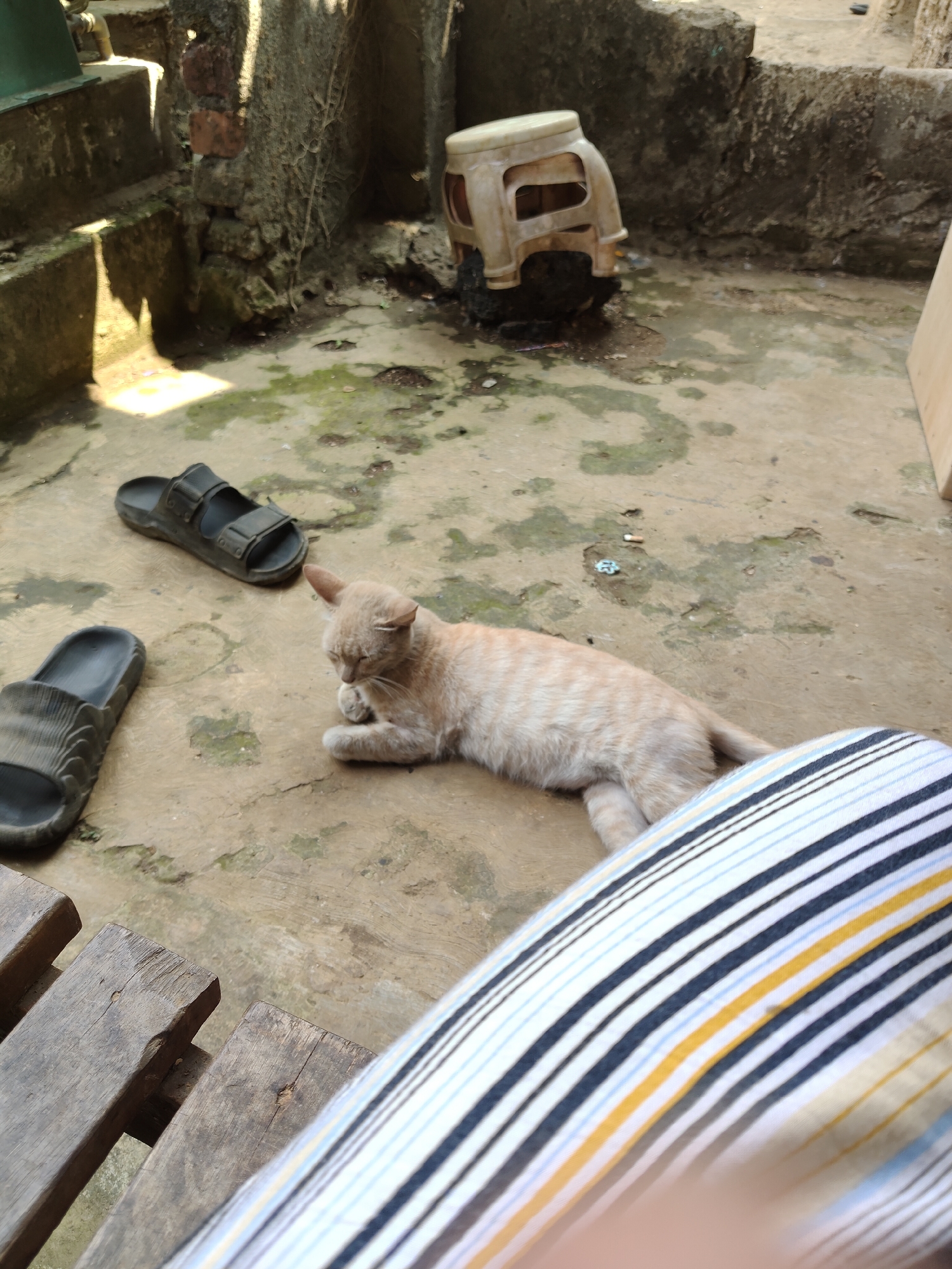 A light brown tabby cat lies on a dirty concrete ground near two pairs of dark colored sandals. Behind the cat, a white plastic stool is overturned on the ground. To the left of the cat, there are concrete steps with some debris on them. The scene appears to be an outdoor, possibly backyard area in the city of Warungkiara, Indonesia, based on the environment.