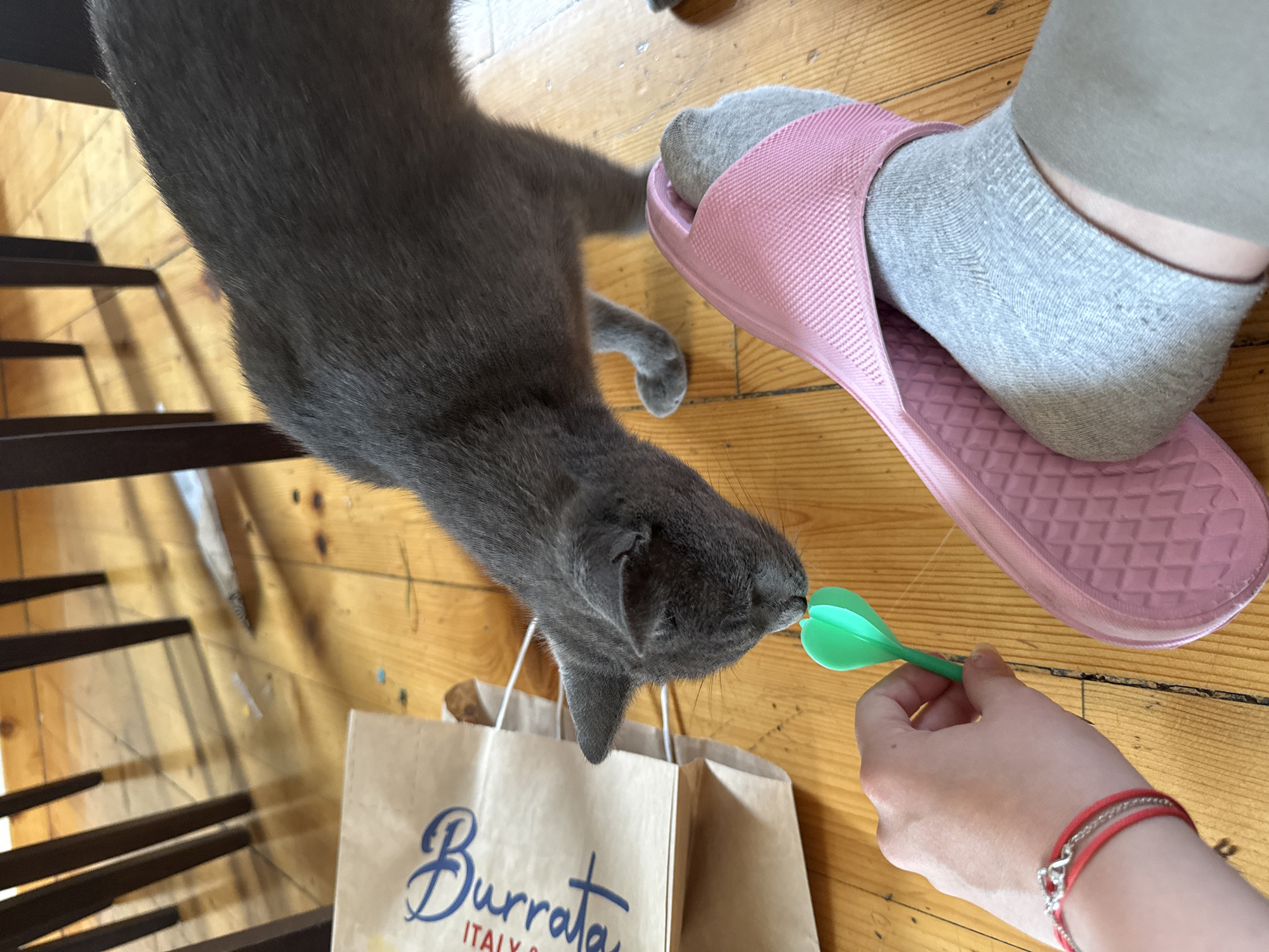 A gray cat is sniffing a bright green plastic toy held by a person's hand. The hand is adorned with a red and silver bracelet. The scene takes place on a wooden floor, with a partially visible pink slipper and a brown paper bag in the background. The environment suggests an indoor setting, possibly a home. The image does not provide information about the specific location in Sofia, Bulgaria.