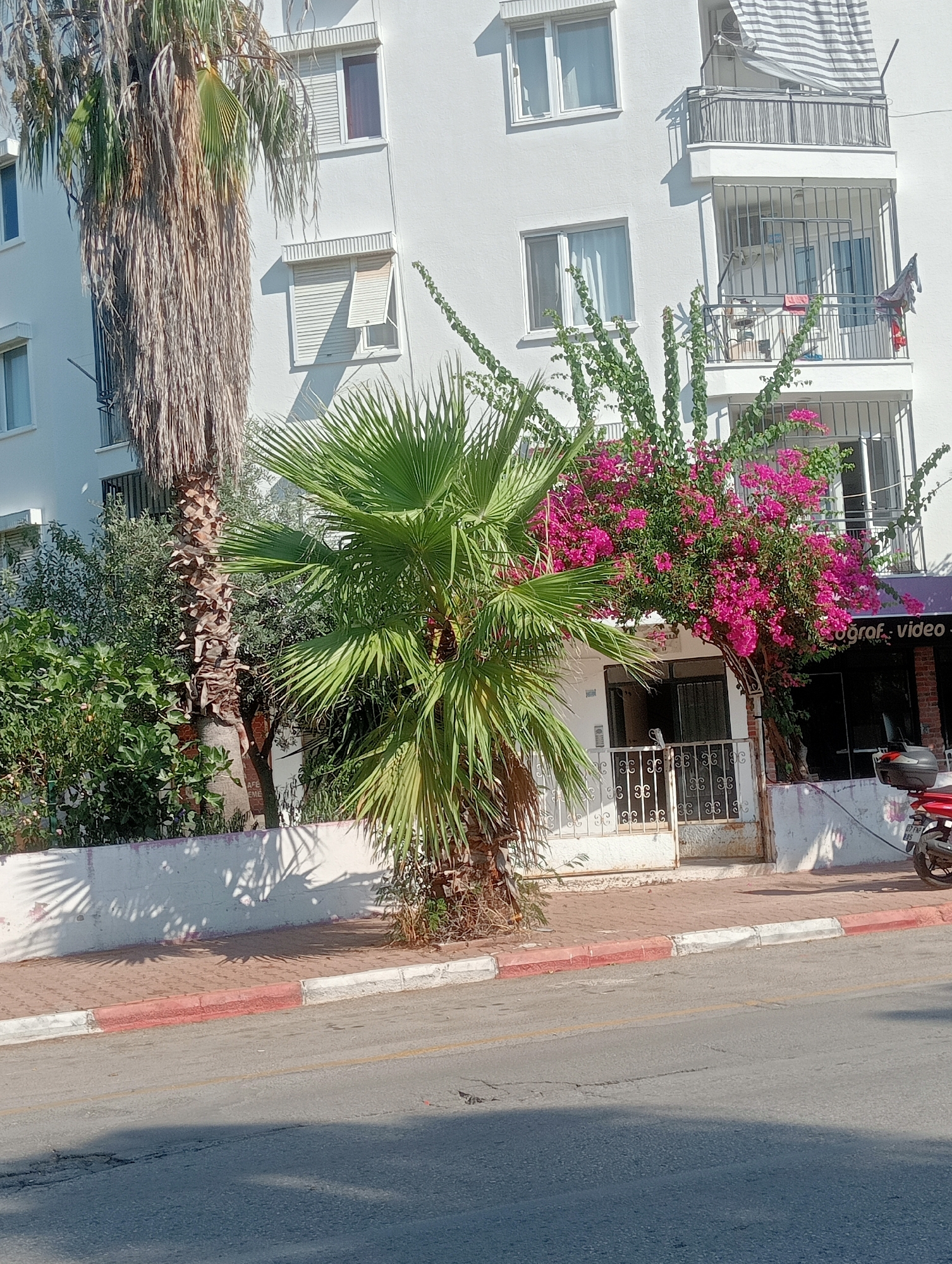 The image shows a street scene in Antalya, Turkey. In the foreground, a paved road runs diagonally from the bottom left to the bottom right of the frame, with a light yellow line marking the center. To the right of the road is a sidewalk with a red and white striped curb. Behind the sidewalk is a low white wall, shaded by palm trees.
In the middle ground, a building with white walls and multiple windows stands. There are balconies with metal railings on the upper floors. Pink bougainvillea flowers cascade down the side of the building, partially obscuring a doorway. Two palm trees are visible; one is tall and slender with dry fronds, and the other is shorter and bushier with green fronds. A white metal gate is in front of the entrance to the building. A red motorcycle is parked to the right of the gate, near a storefront with purple signage that reads "oğrof video".
The background shows more of the white building, with windows and awnings. The sky is clear and blue. The overall impression is a sunny day in a Mediterranean city, likely in a commercial or residential area.