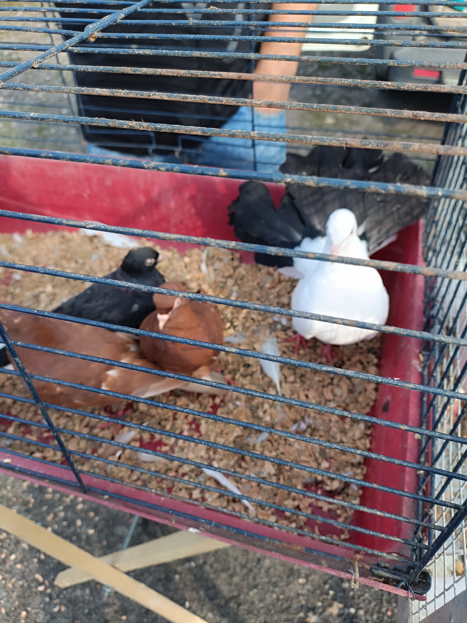 A cage containing five pigeons is visible. Two black pigeons are on the left, one brown pigeon is in the center, and one white pigeon is on the right. A fifth pigeon, mostly obscured by the cage bars, appears to be black and white. The cage floor is covered in wood shavings. The cage is red on the bottom and has dark metal bars. A person's legs and denim jeans are visible in the background, suggesting they are near the cage. The scene is outdoors, with a gravelly surface and what appears to be a wooden stand in the foreground. The pigeon cage is likely located at the Łosice Pigeon Fanciers Association building, as this is a known location for pigeon exhibitions and events in Łosice, Poland.